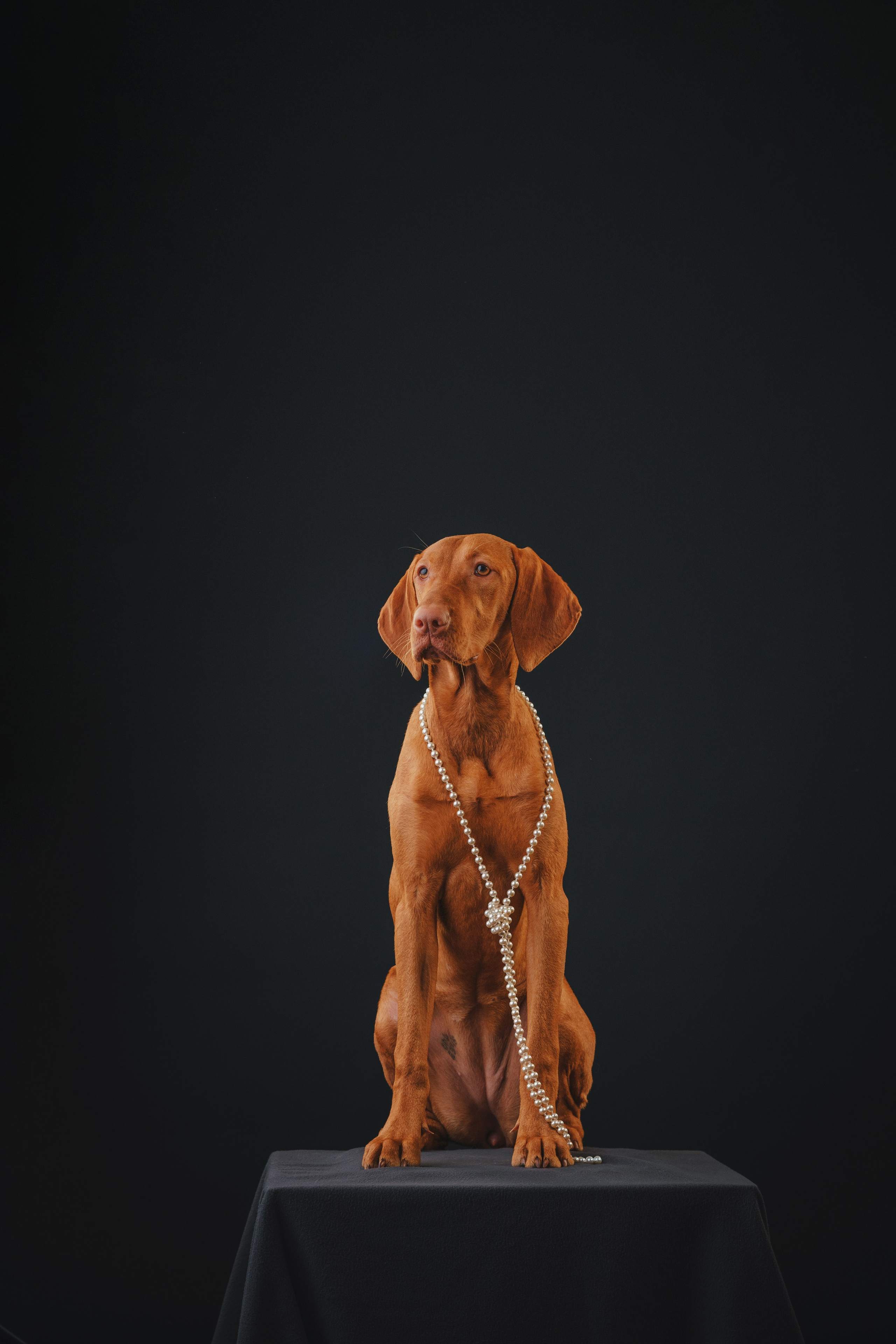 Выжла Гая. Фотограф анималист Осипчикова Мария