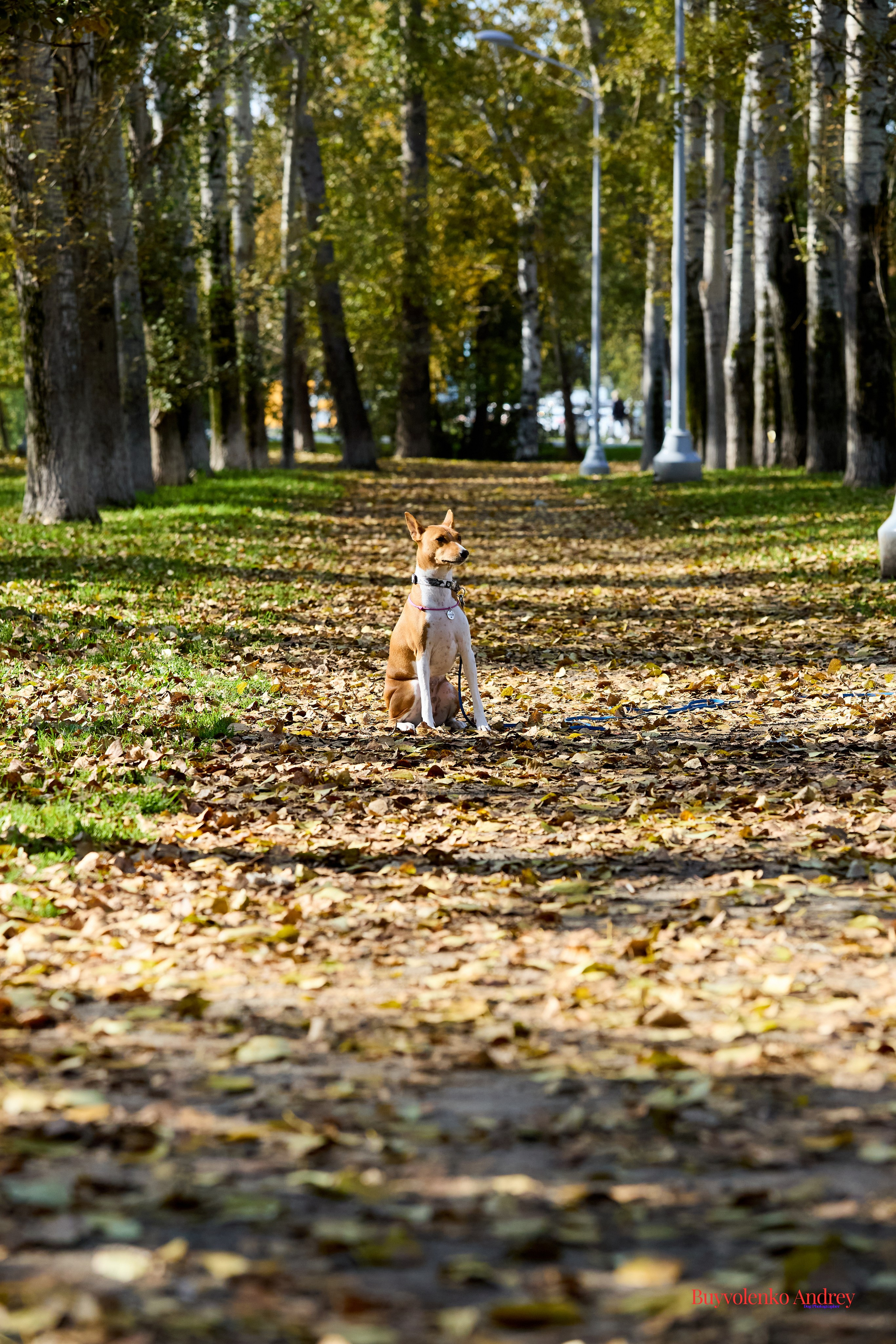 Басенджи и Аусси 21.09.2025. Buyvolenko Andrey