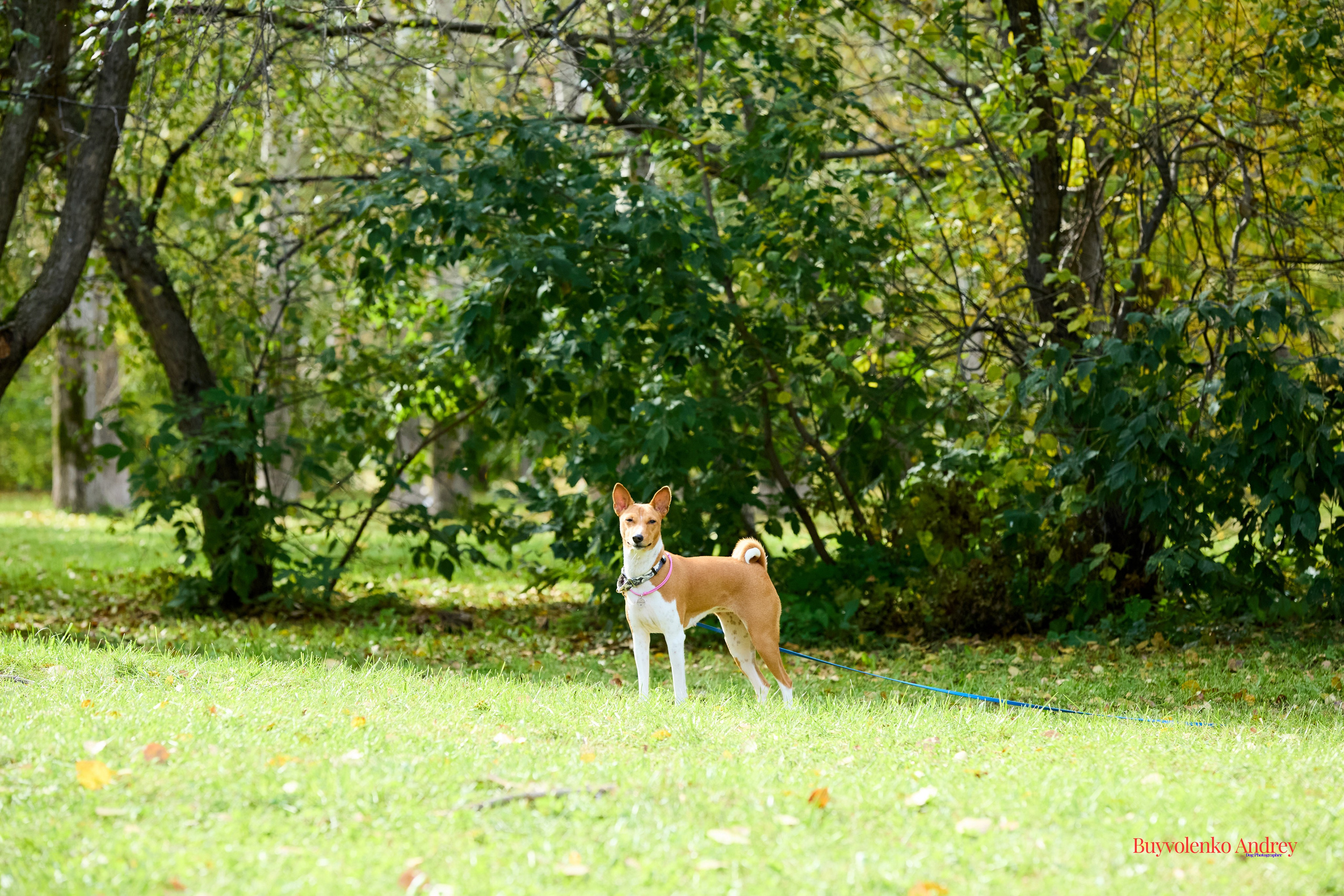 Басенджи и Аусси 21.09.2025. Buyvolenko Andrey