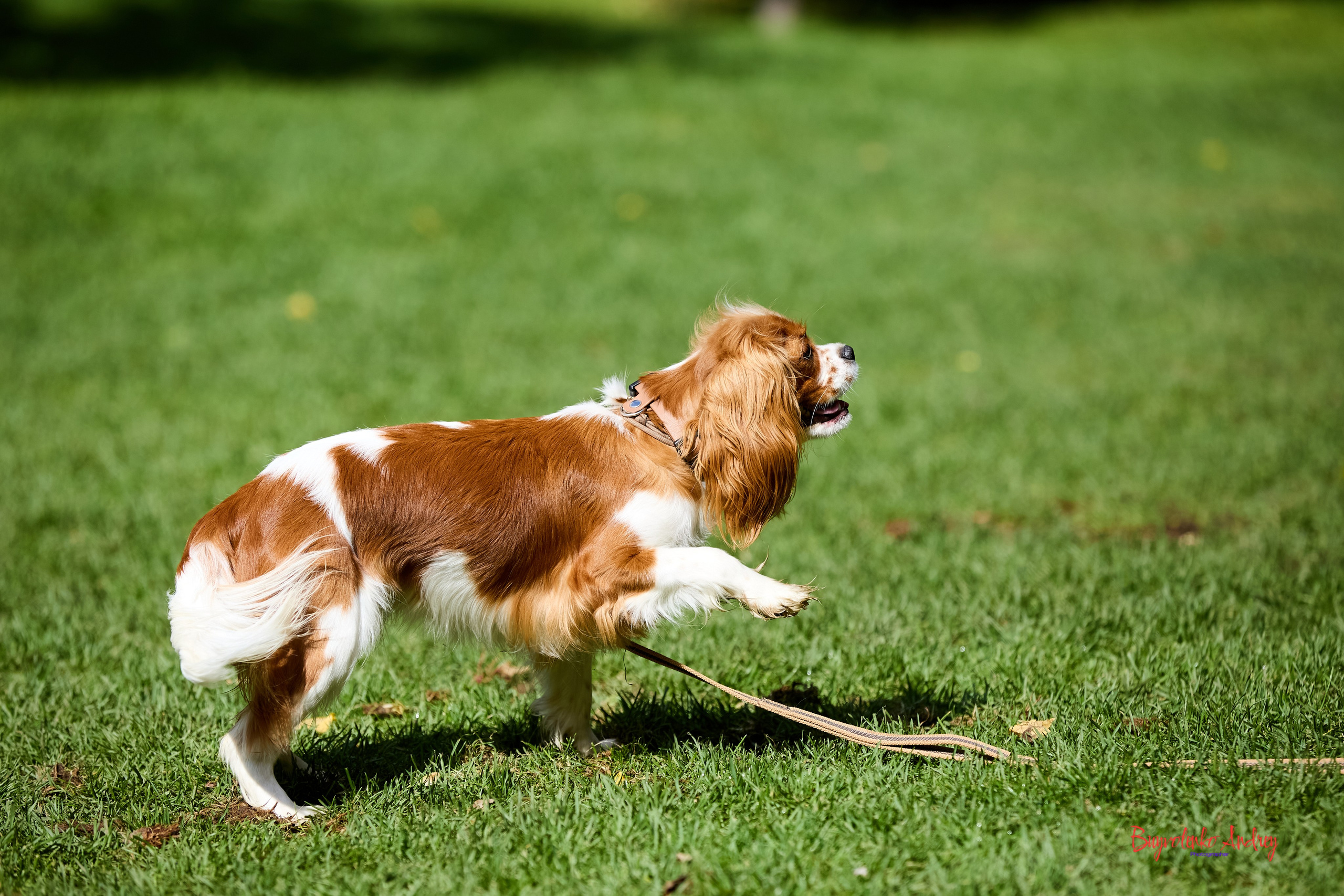 Фотопрогулка с кавалерами. Buyvolenko Andrey