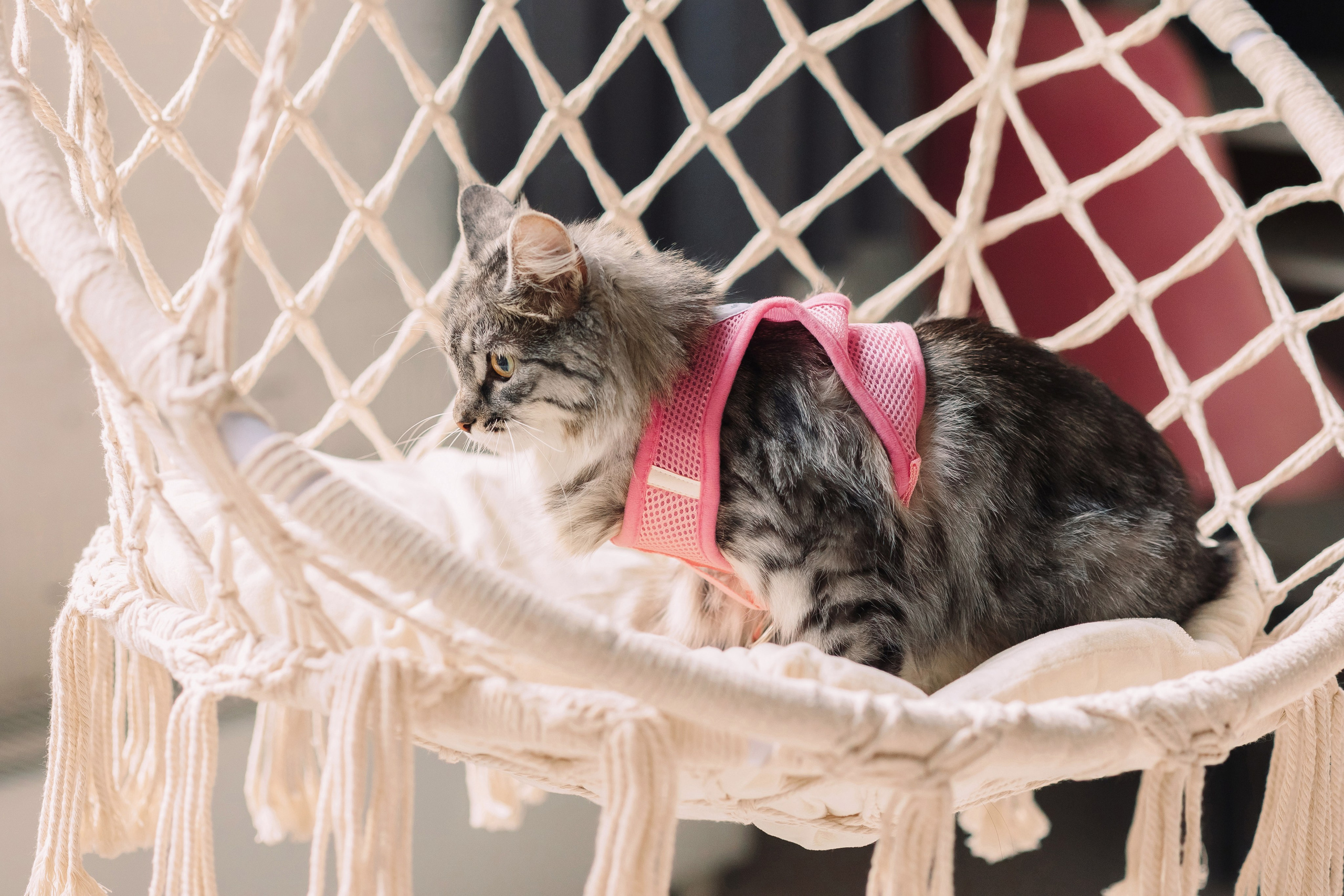 Магазин Friend of mine. Фотограф-анималист Елена Радченко, Москва