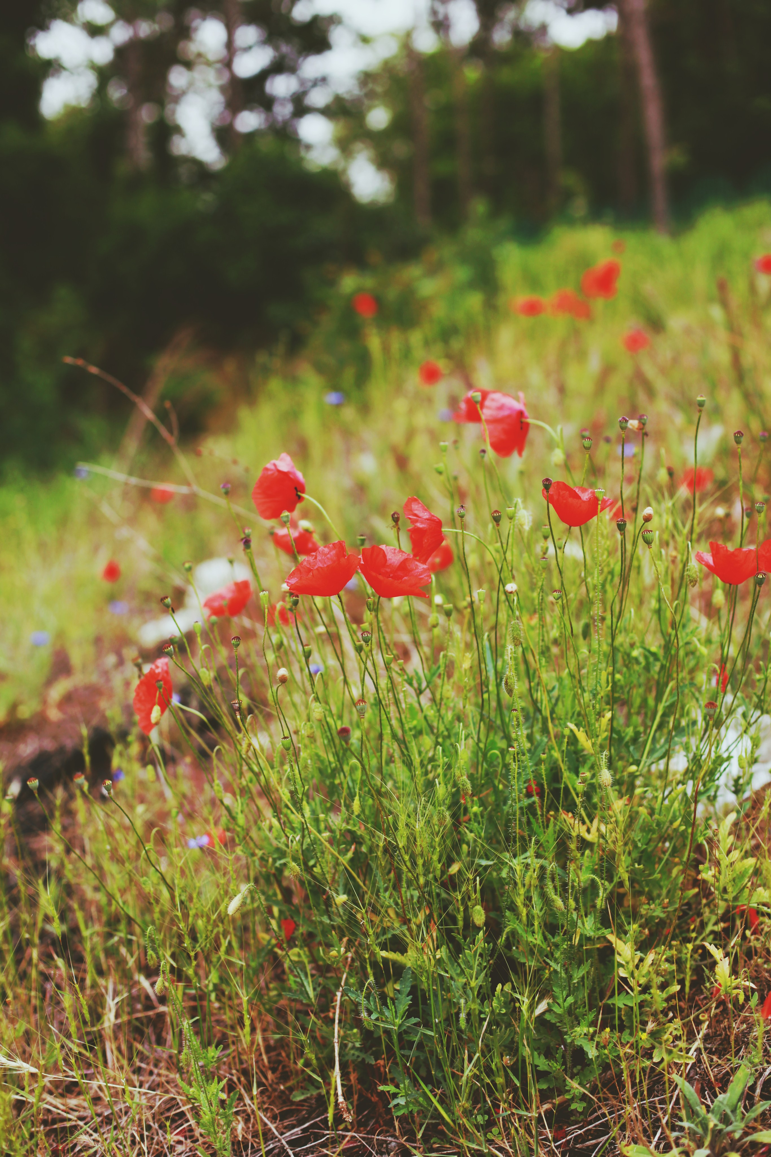 Болгария. Аня Степанова