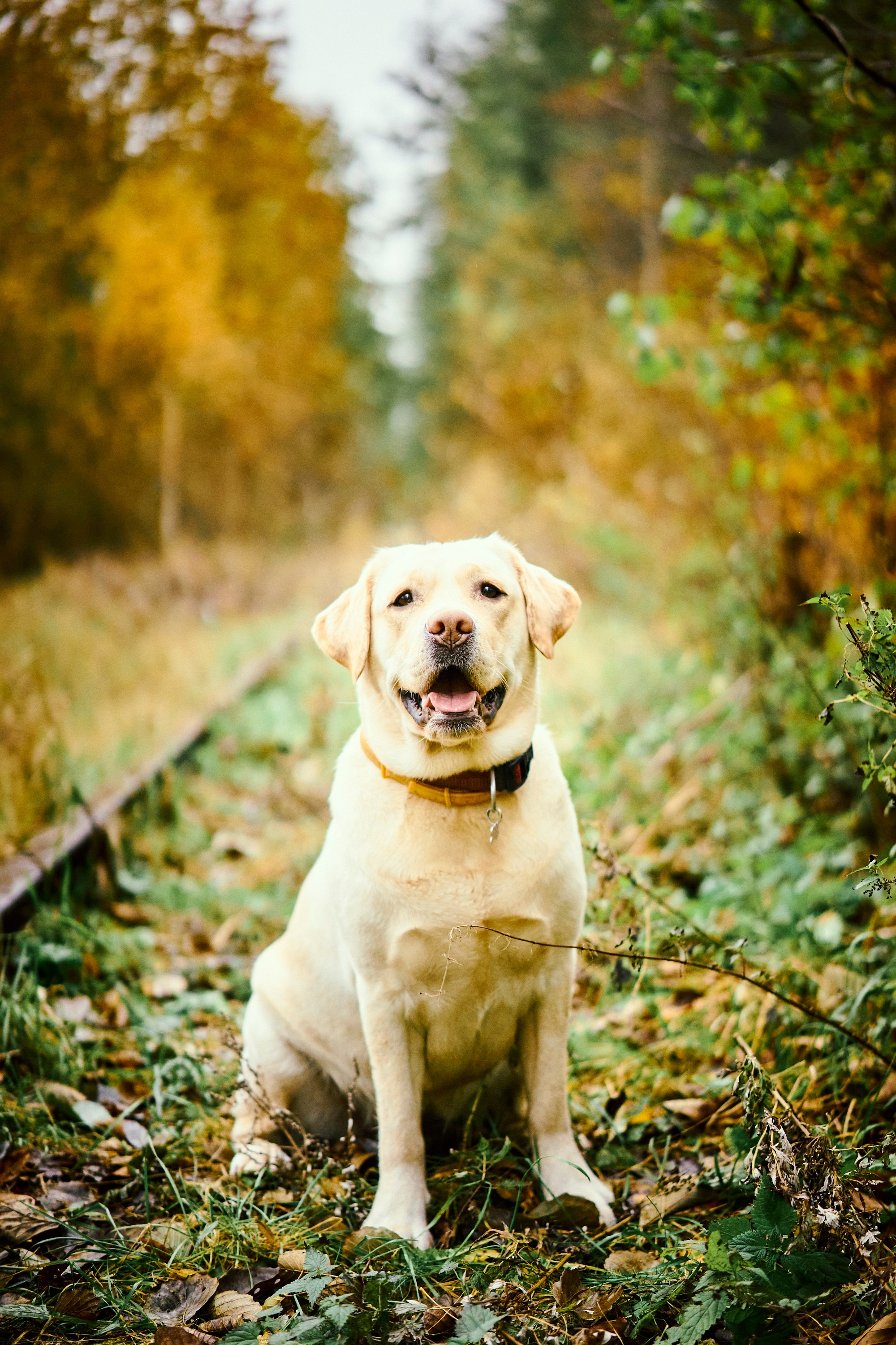 Bell and Black. Vutitsa