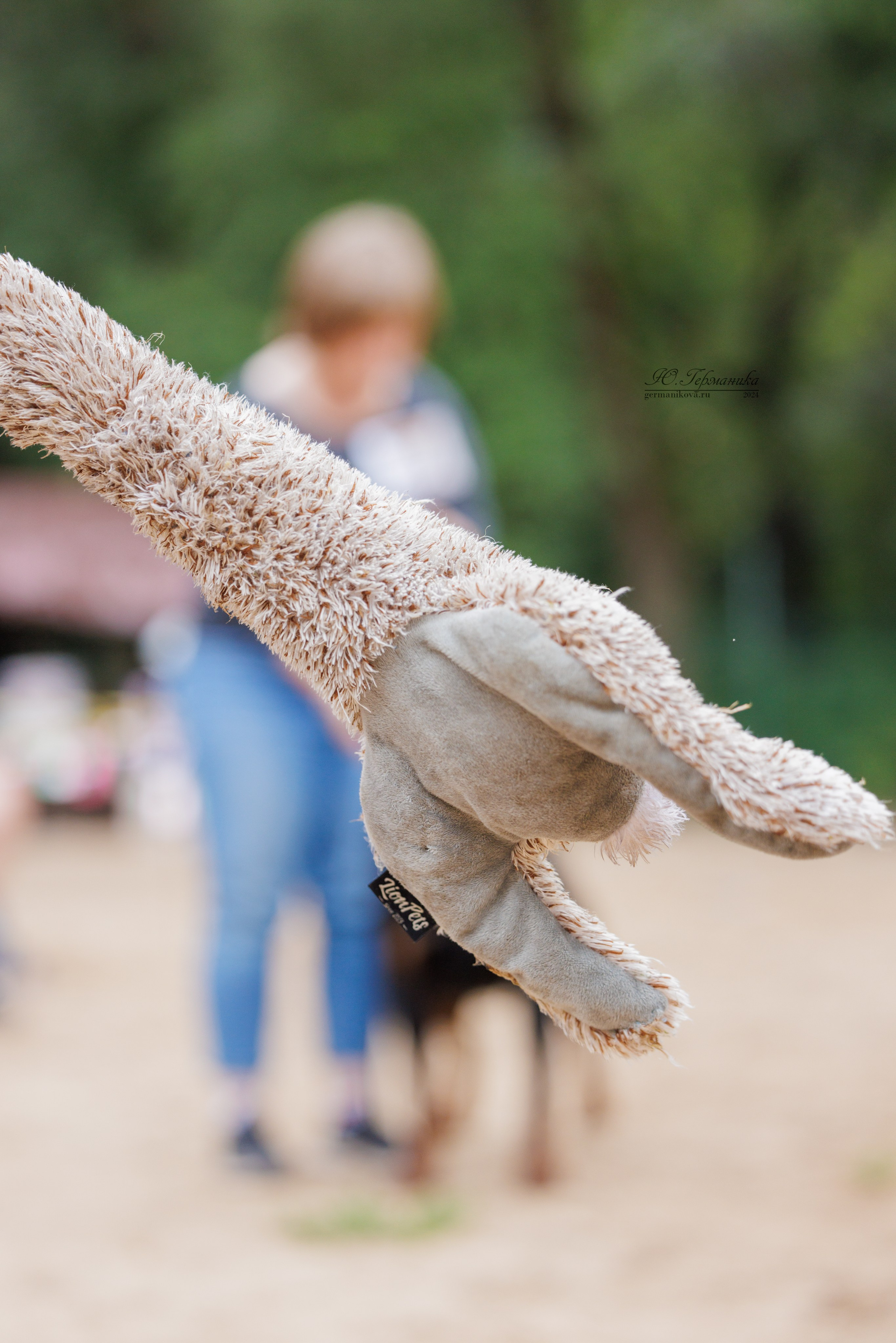 Рязань-Ховрино 10-11.08.2024 3хмоно ротвейлеров. Фотограф-анималист Юлия Германика