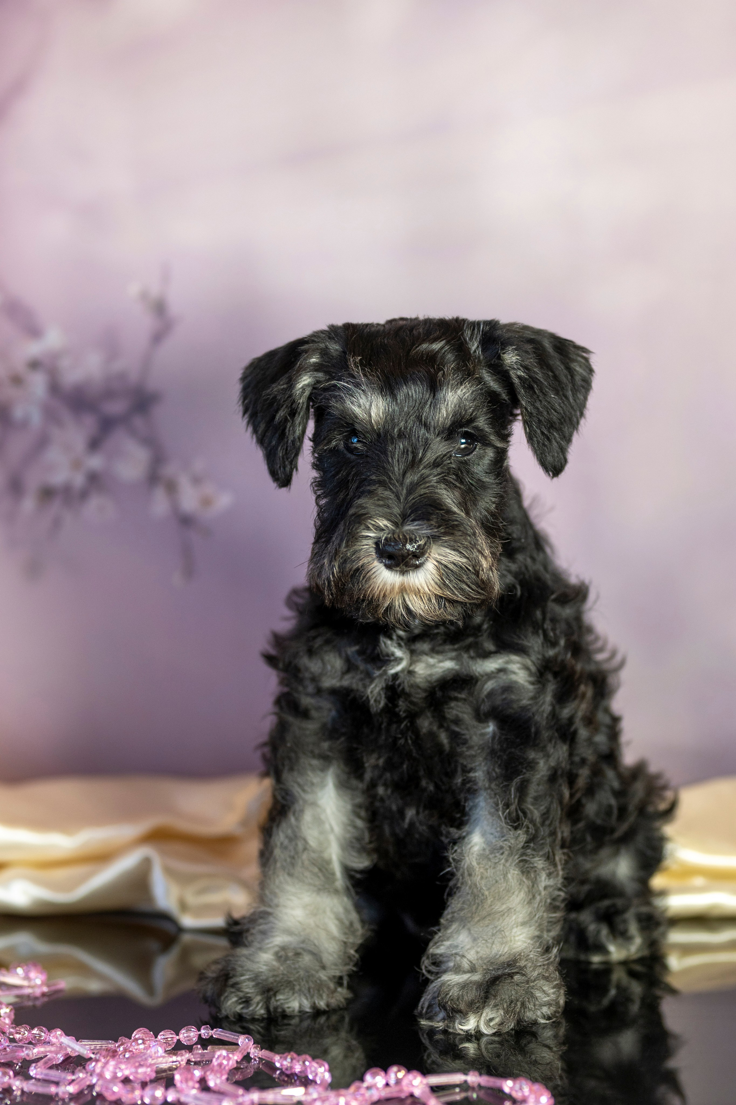 Маленькие цверги. Фотограф анималист в Санкт-Петербурге Таша Крейв