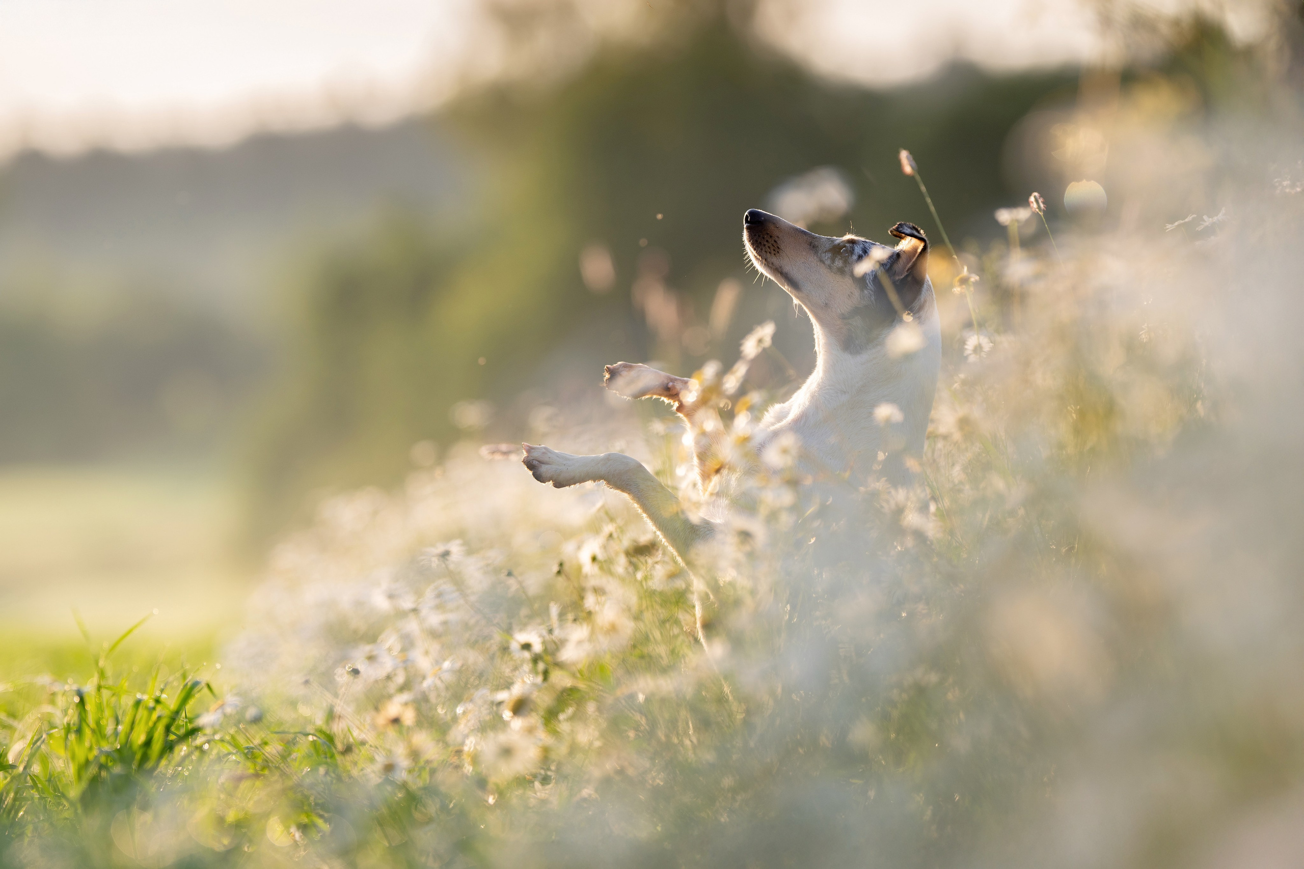 Ромашки на рассвете 4 июля 2025. -