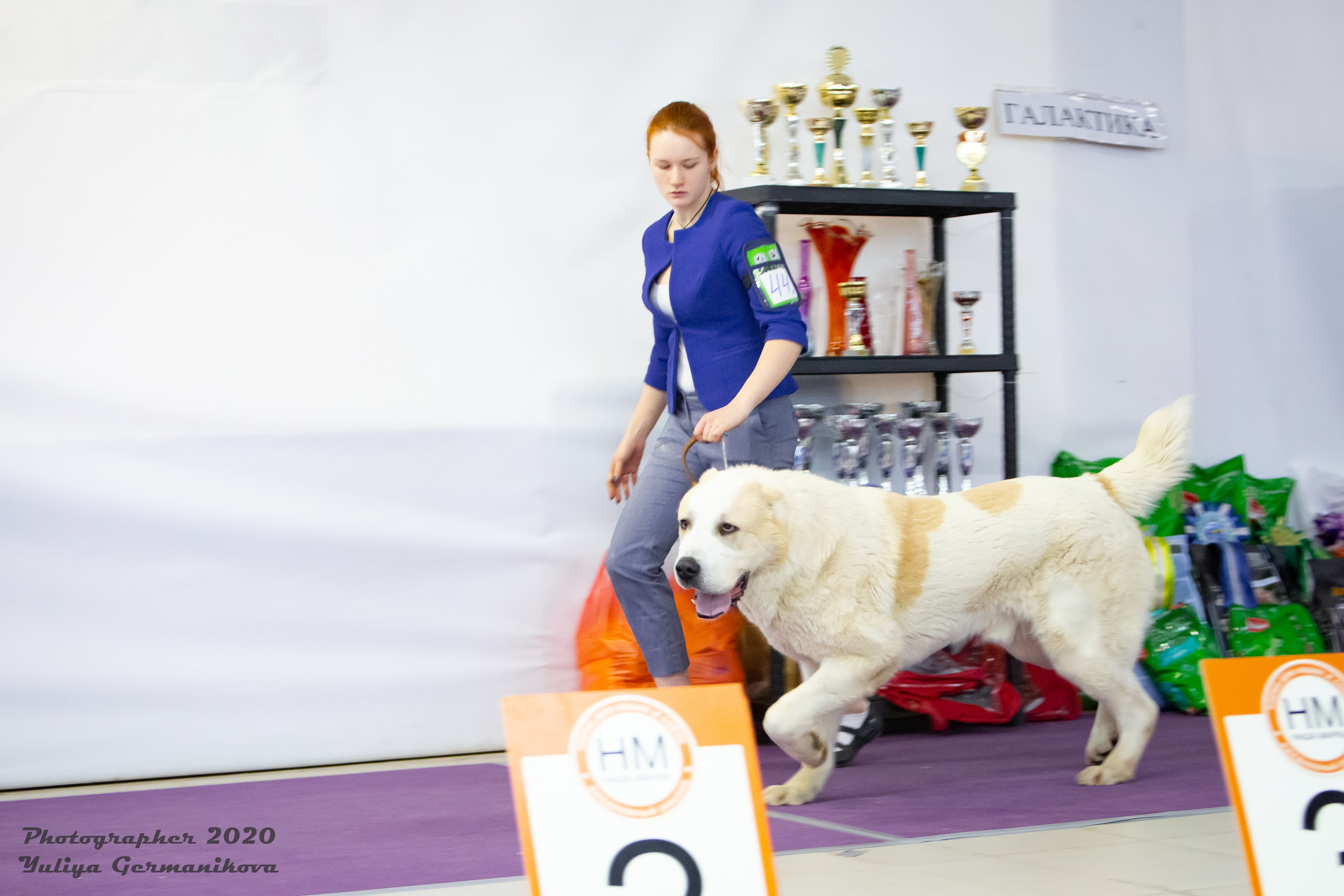 Чайна-Таун 2021. Фотограф-анималист Юлия Германика