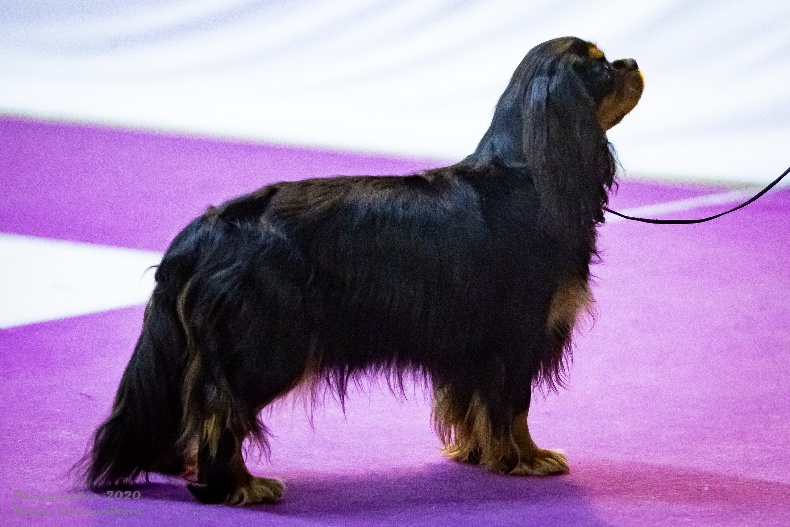 Монопородные выставки. Фотограф-анималист Юлия Германика