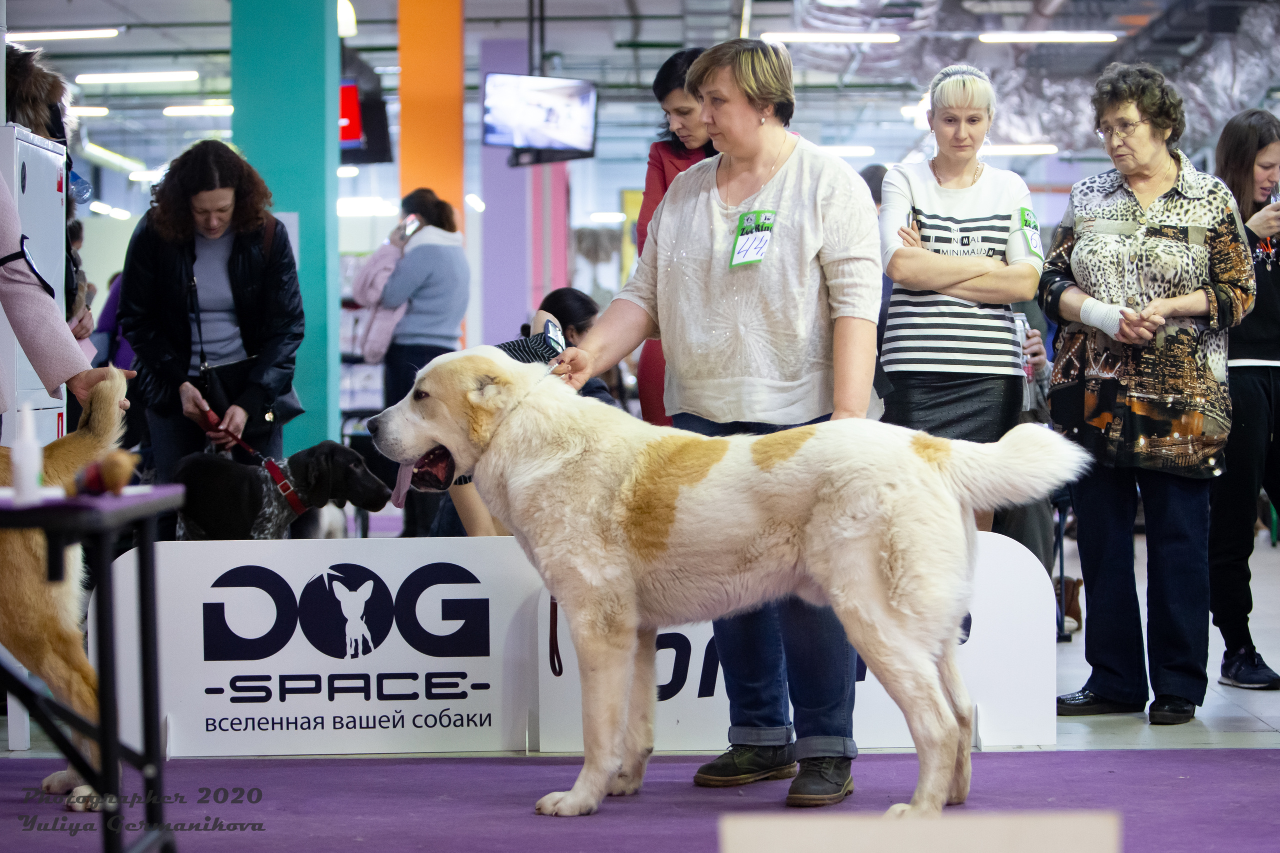 Чайна-Таун 2021. Фотограф-анималист Юлия Германика