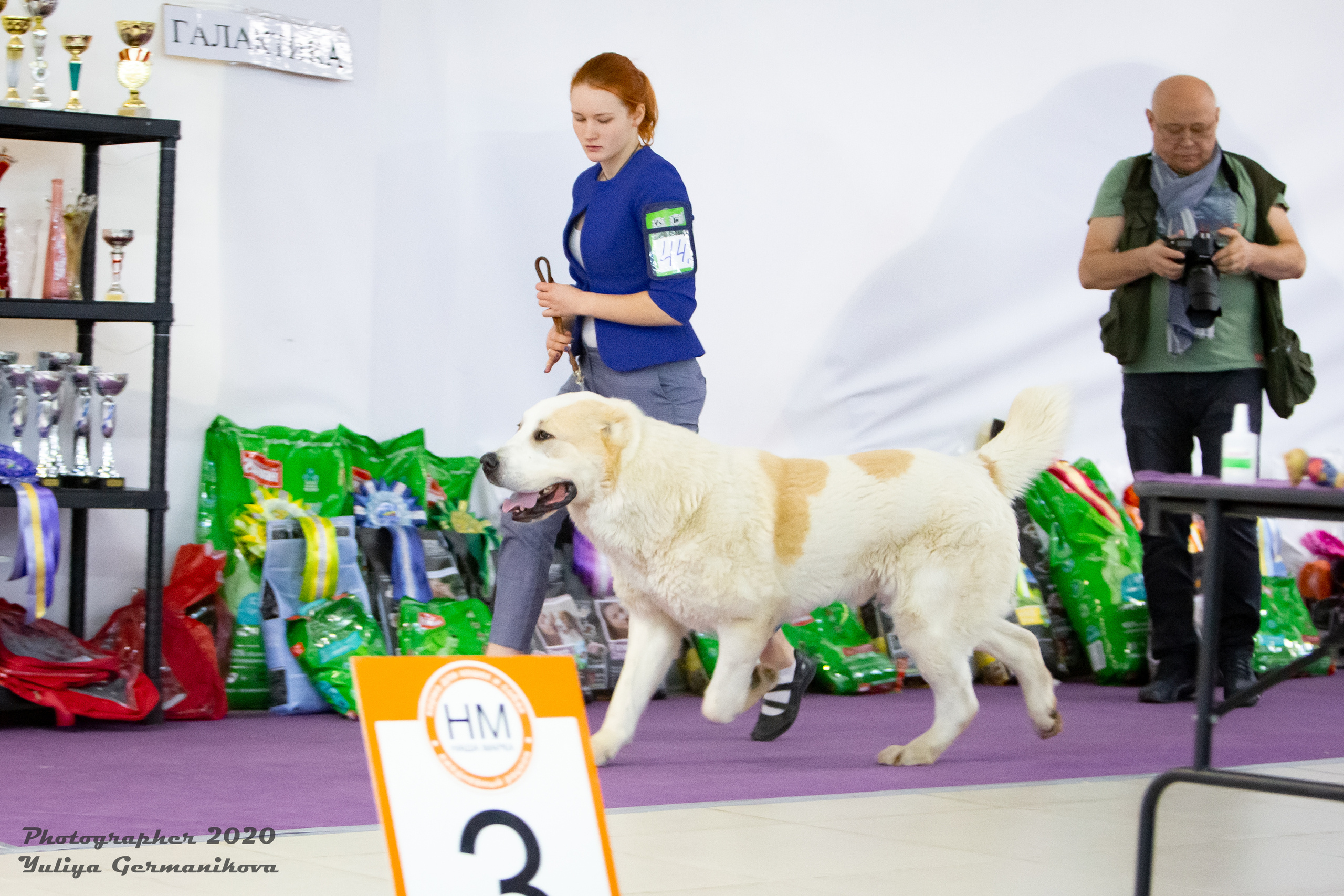 Чайна-Таун 2021. Фотограф-анималист Юлия Германика