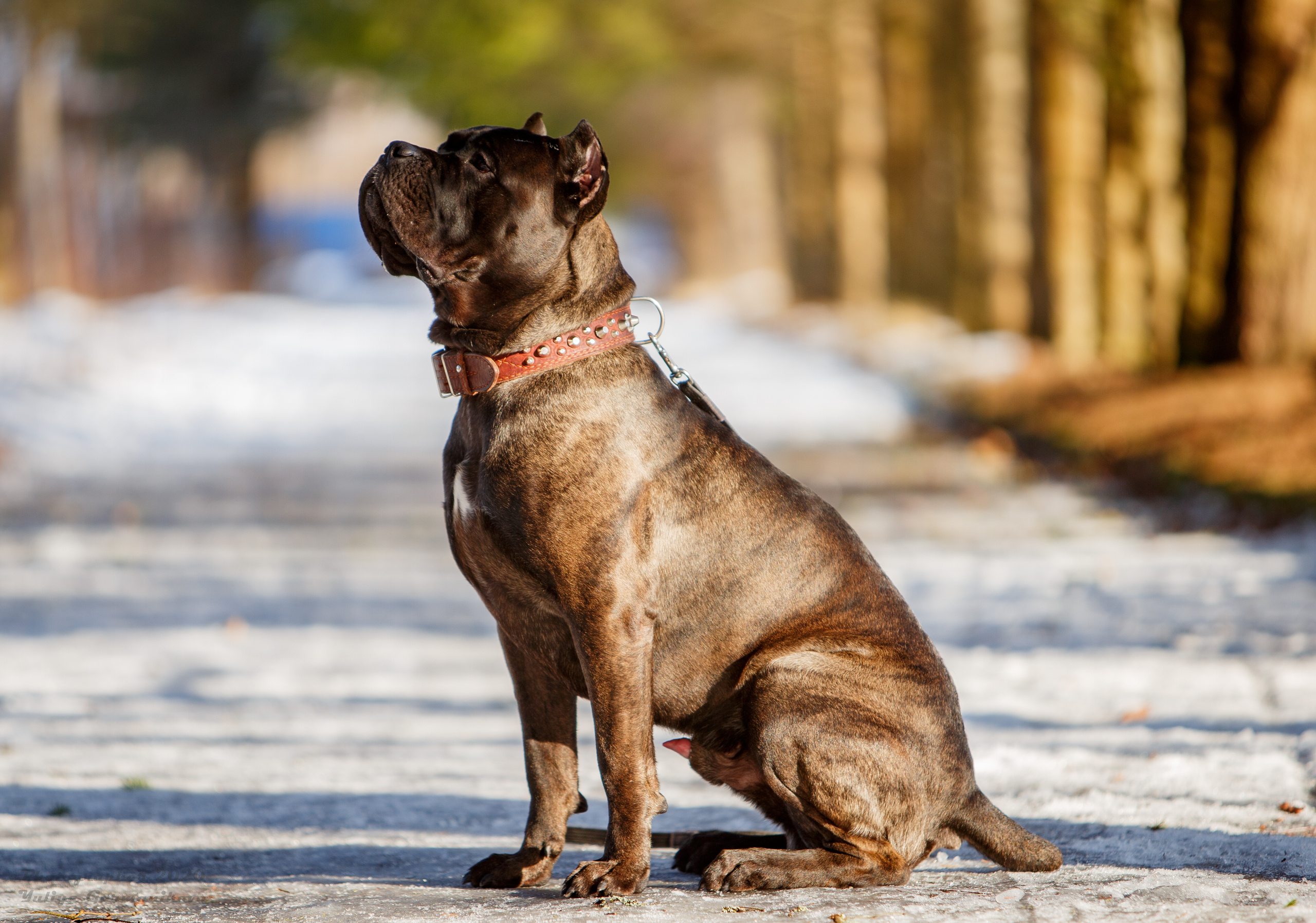Свободная съемка. Фотограф-анималист Юлия Германика