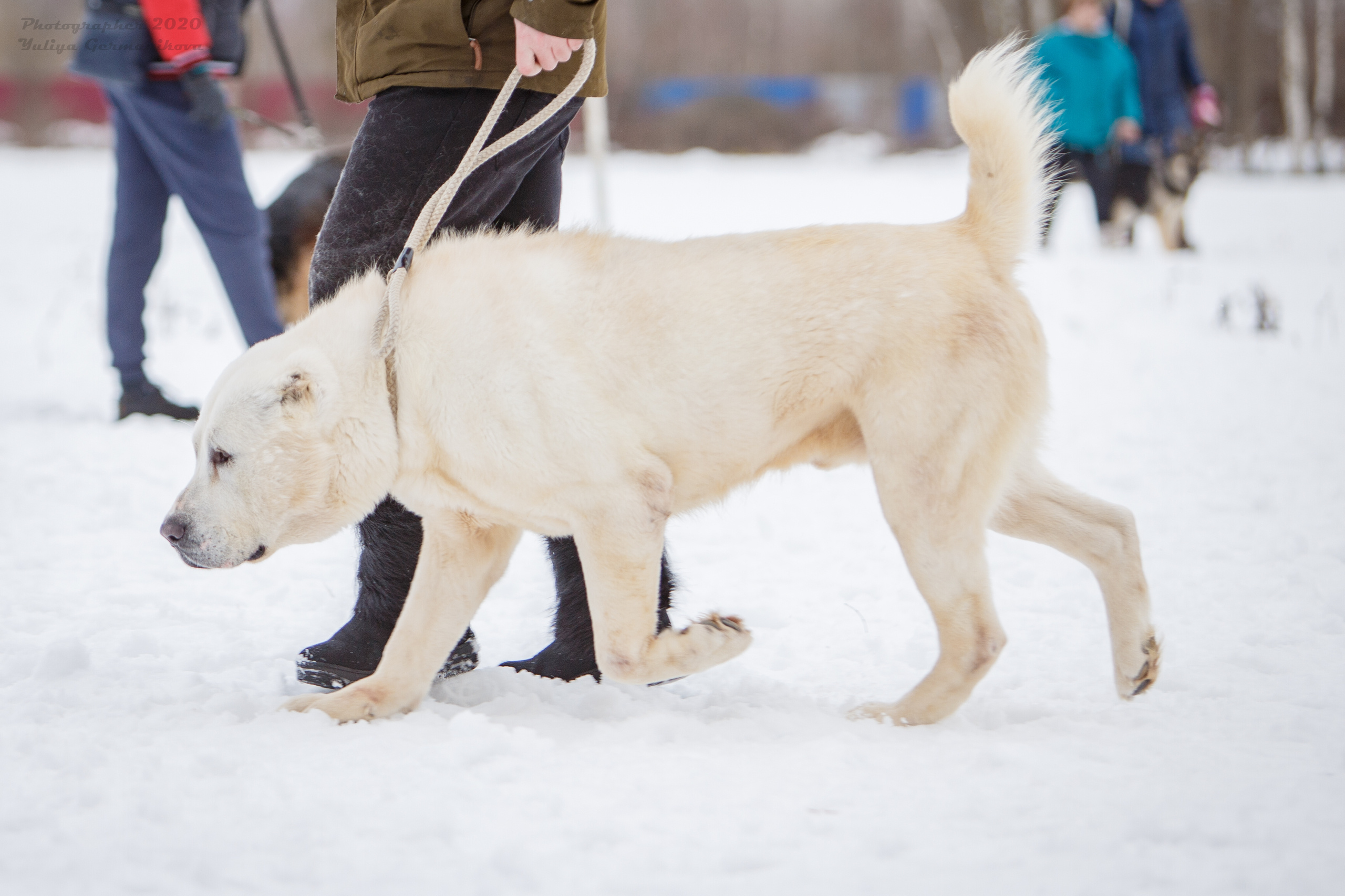 Монопородные выставки. Фотограф-анималист Юлия Германика