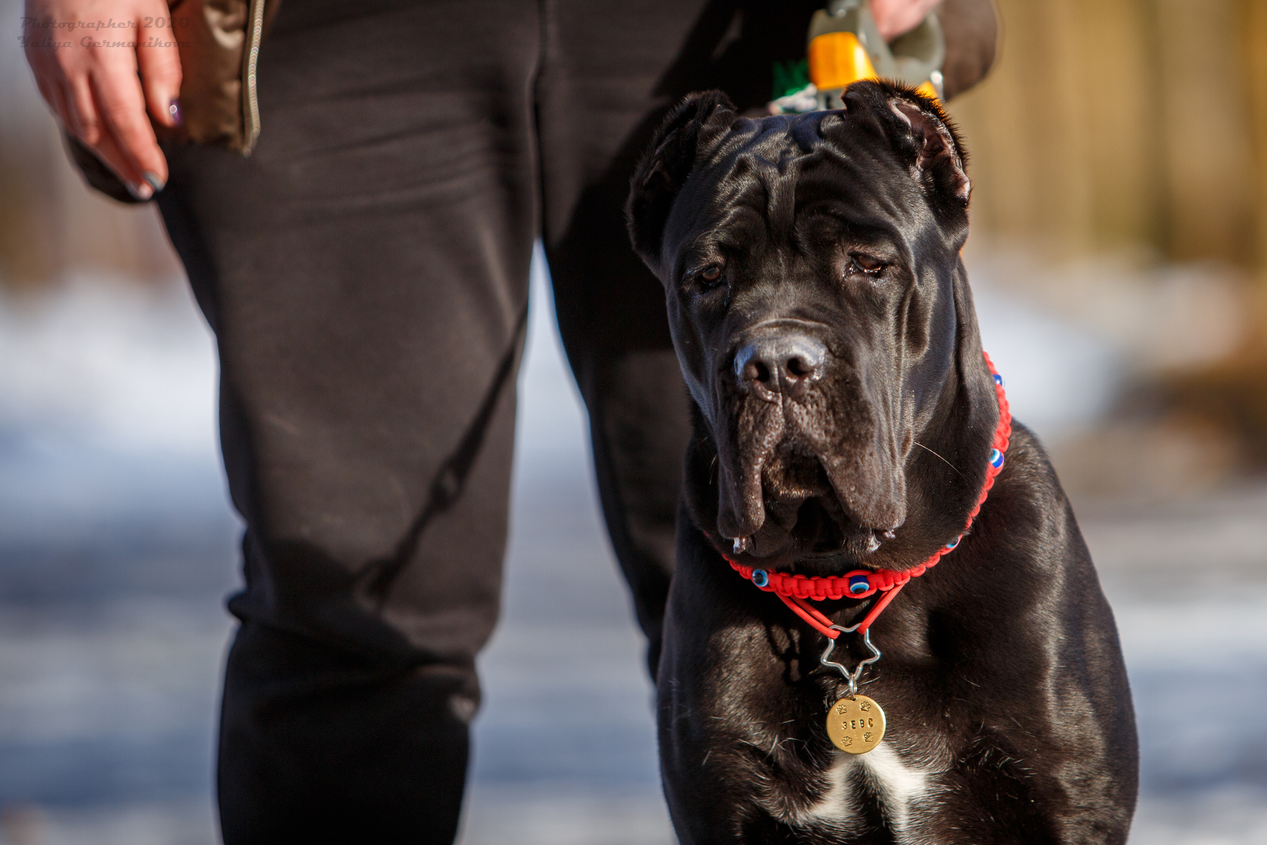 Свободная съемка. Фотограф-анималист Юлия Германика
