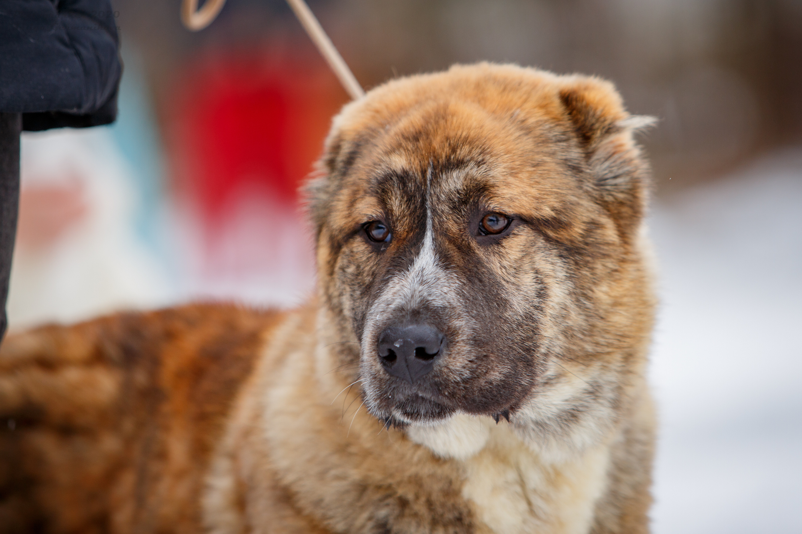 Монопородные выставки. Фотограф-анималист Юлия Германика