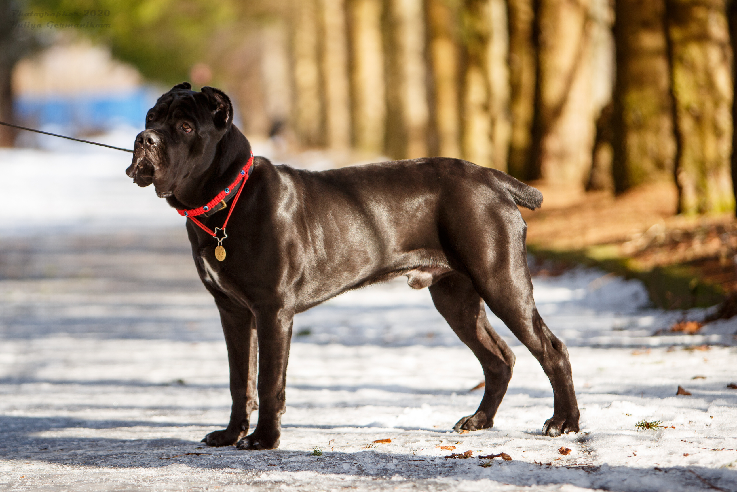 Свободная съемка. Фотограф-анималист Юлия Германика