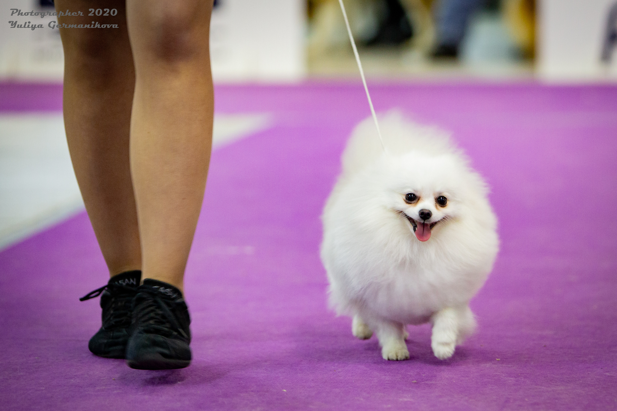 Чайна-Таун 2021. Фотограф-анималист Юлия Германика