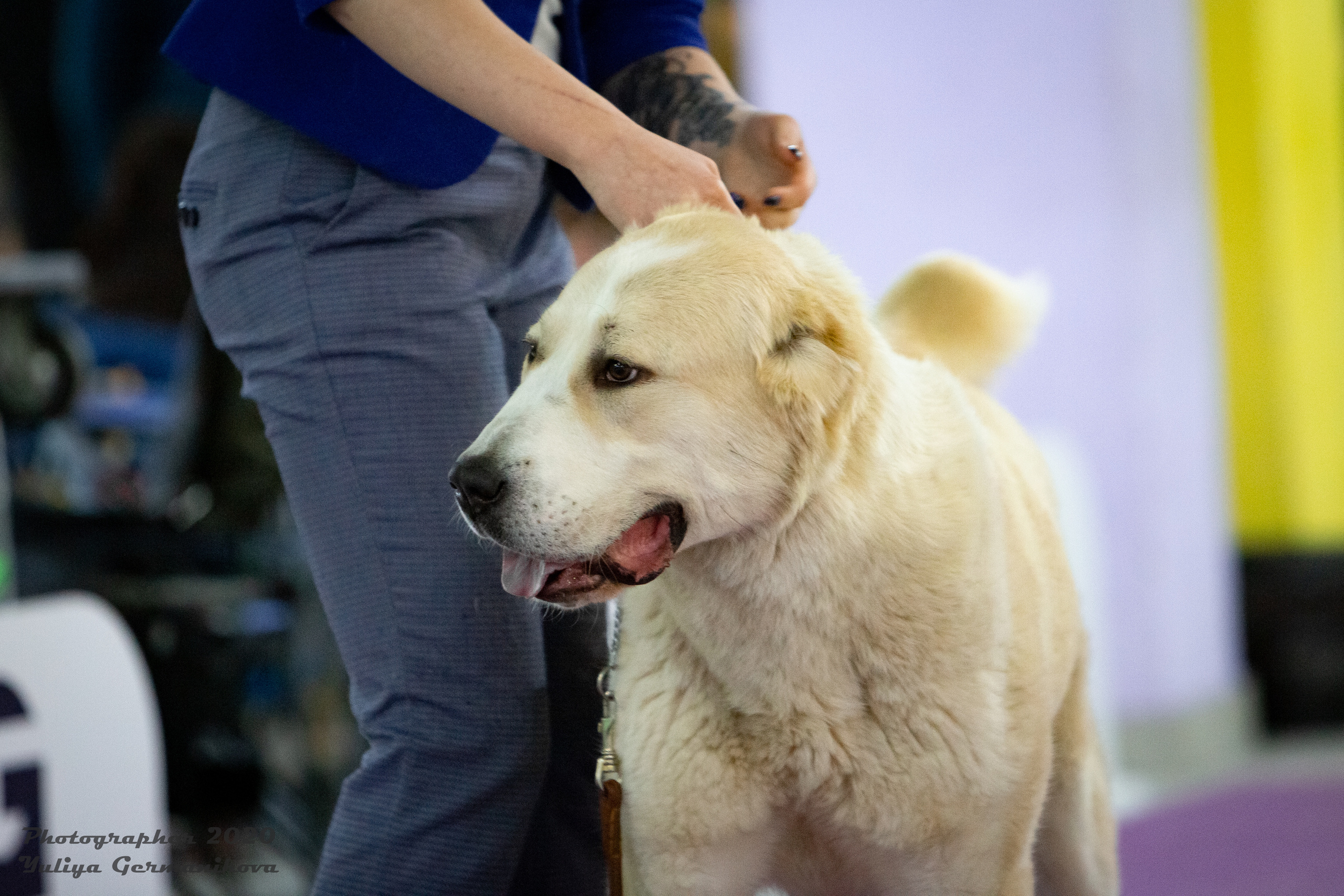 Чайна-Таун 2021. Фотограф-анималист Юлия Германика