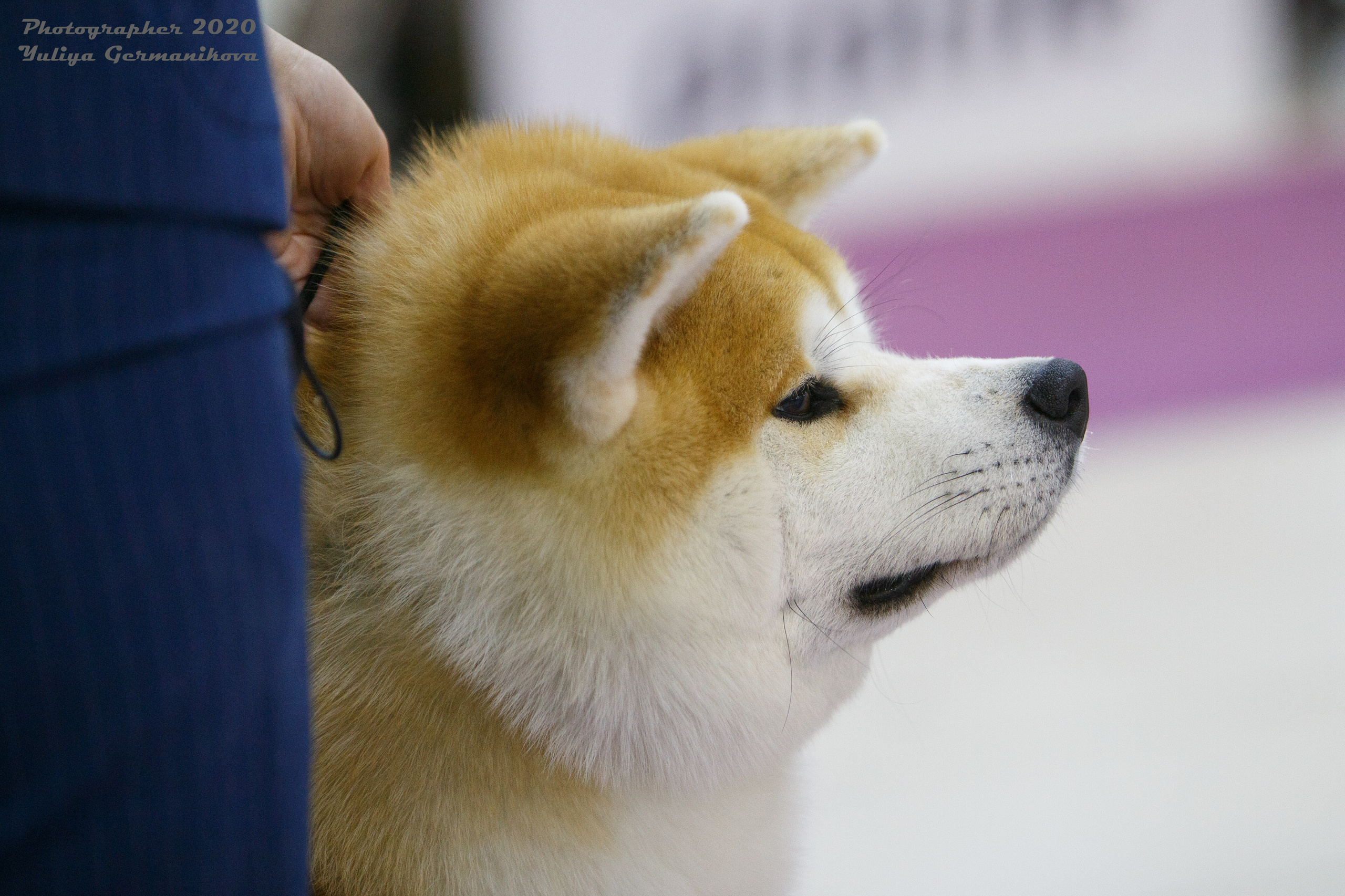 Чайна-Таун 2021. Фотограф-анималист Юлия Германика