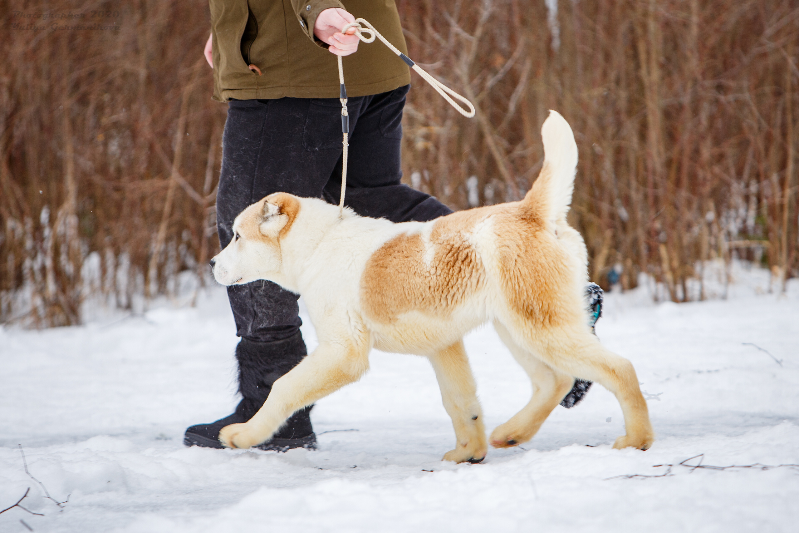Монопородные выставки. Фотограф-анималист Юлия Германика