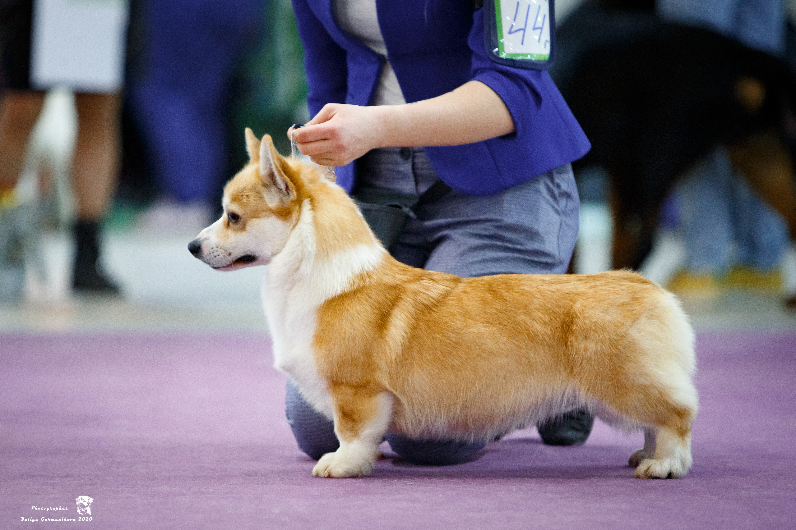 Чайна-Таун 2021. Фотограф-анималист Юлия Германика