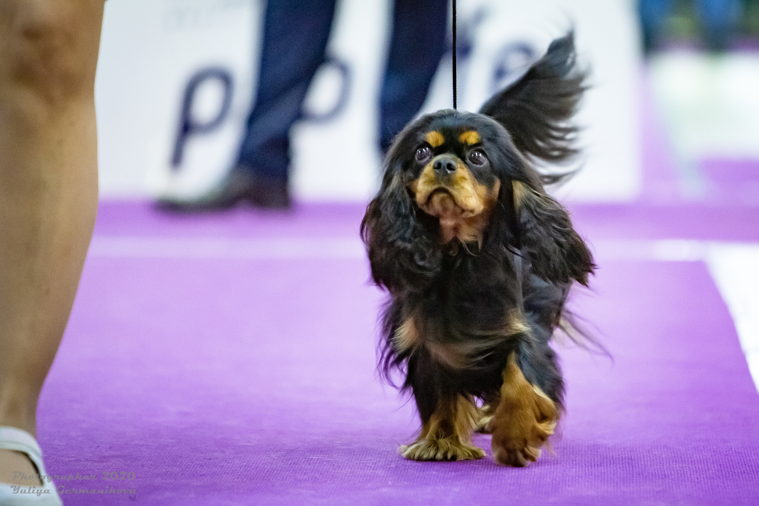 Монопородные выставки. Фотограф-анималист Юлия Германика