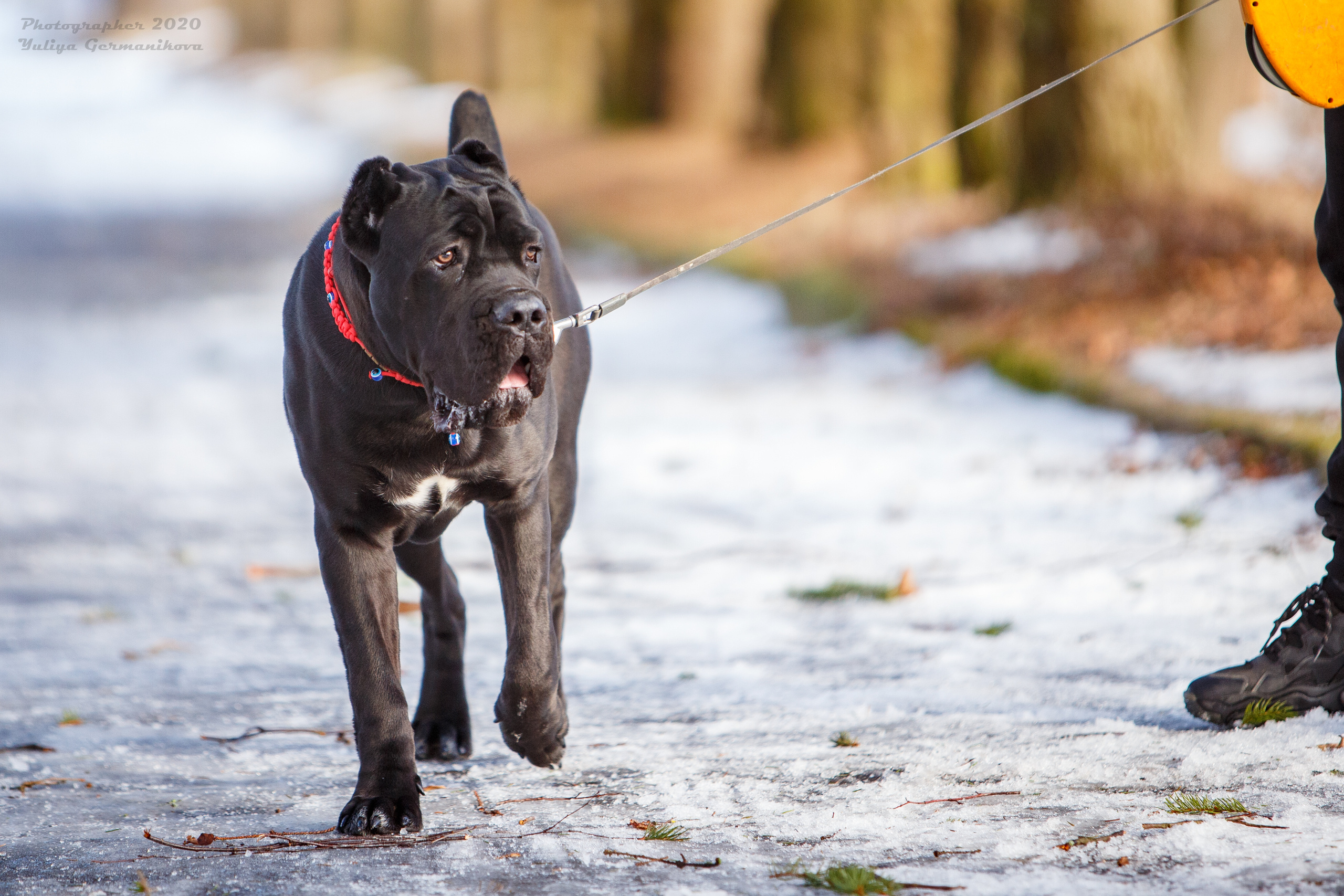Свободная съемка. Фотограф-анималист Юлия Германика