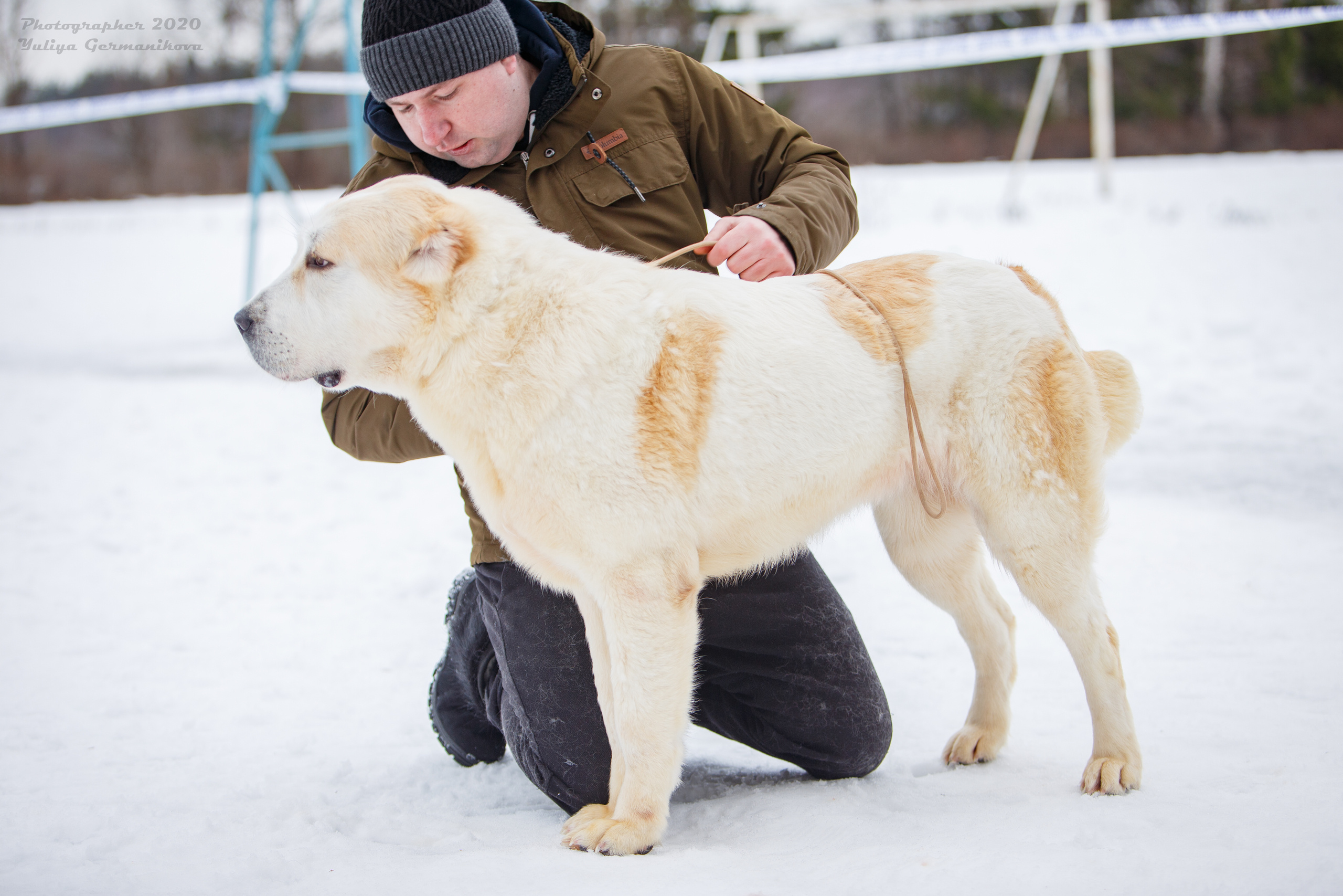 Монопородные выставки. Фотограф-анималист Юлия Германика