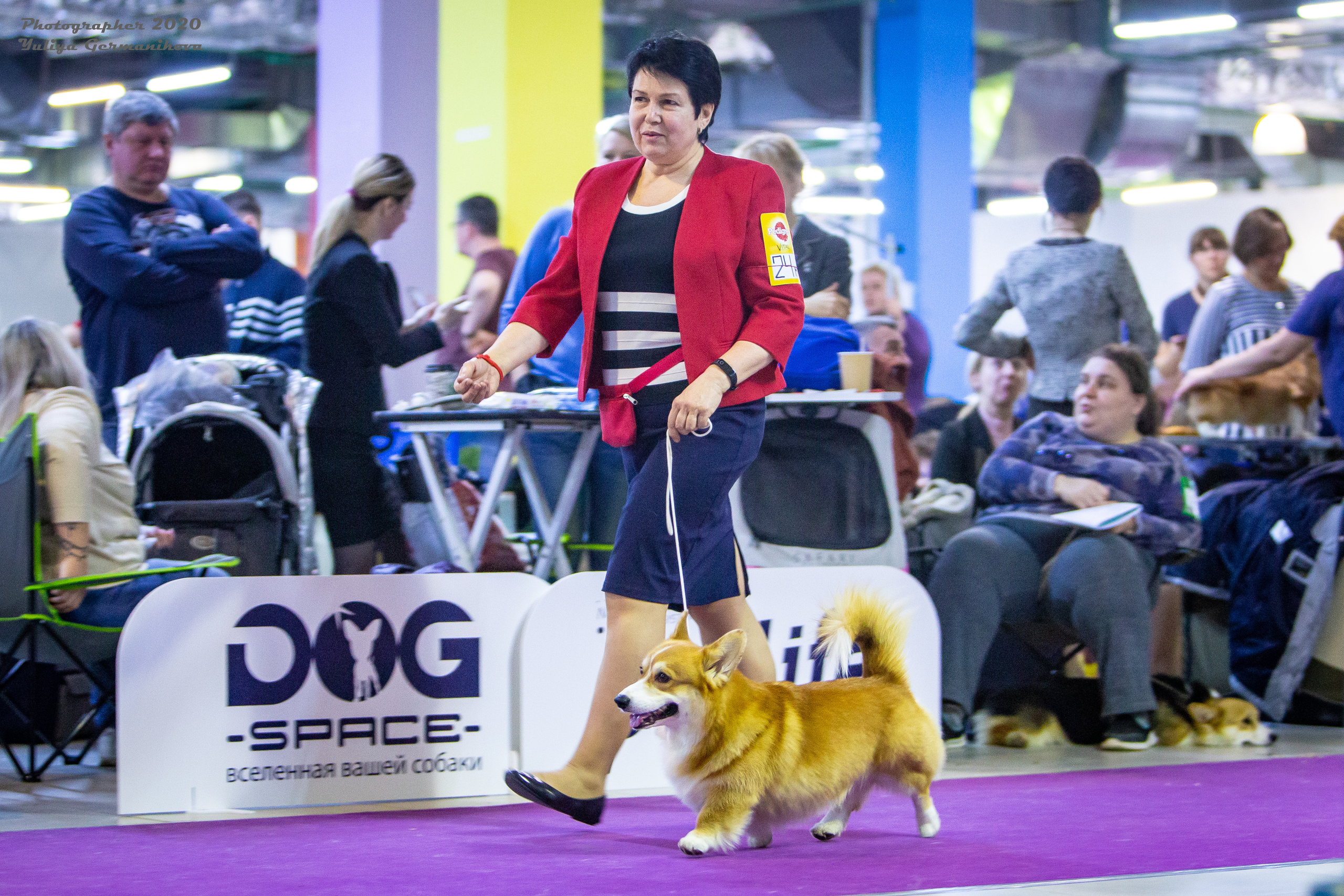 Монопородные выставки. Фотограф-анималист Юлия Германика