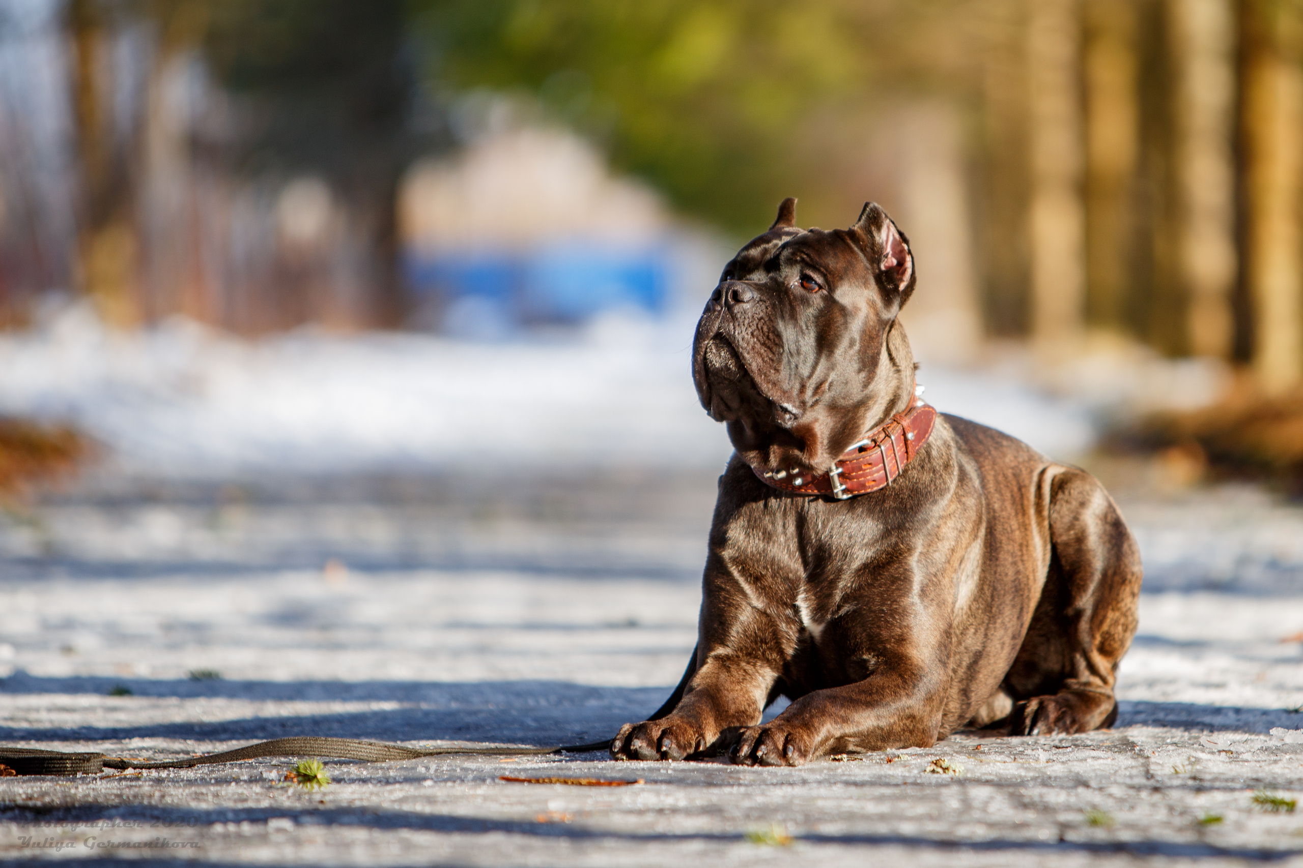 Свободная съемка. Фотограф-анималист Юлия Германика