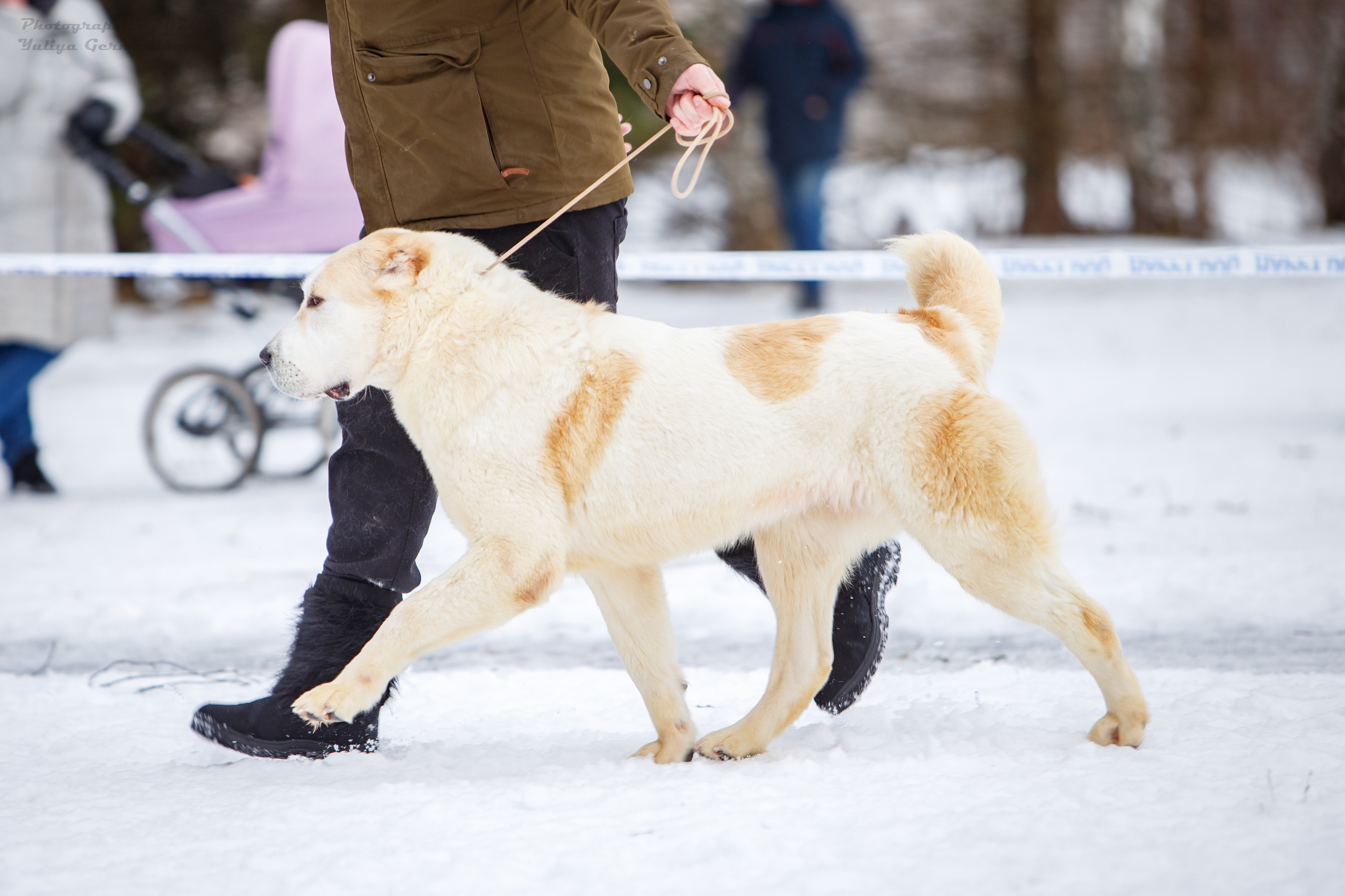 Монопородные выставки. Фотограф-анималист Юлия Германика
