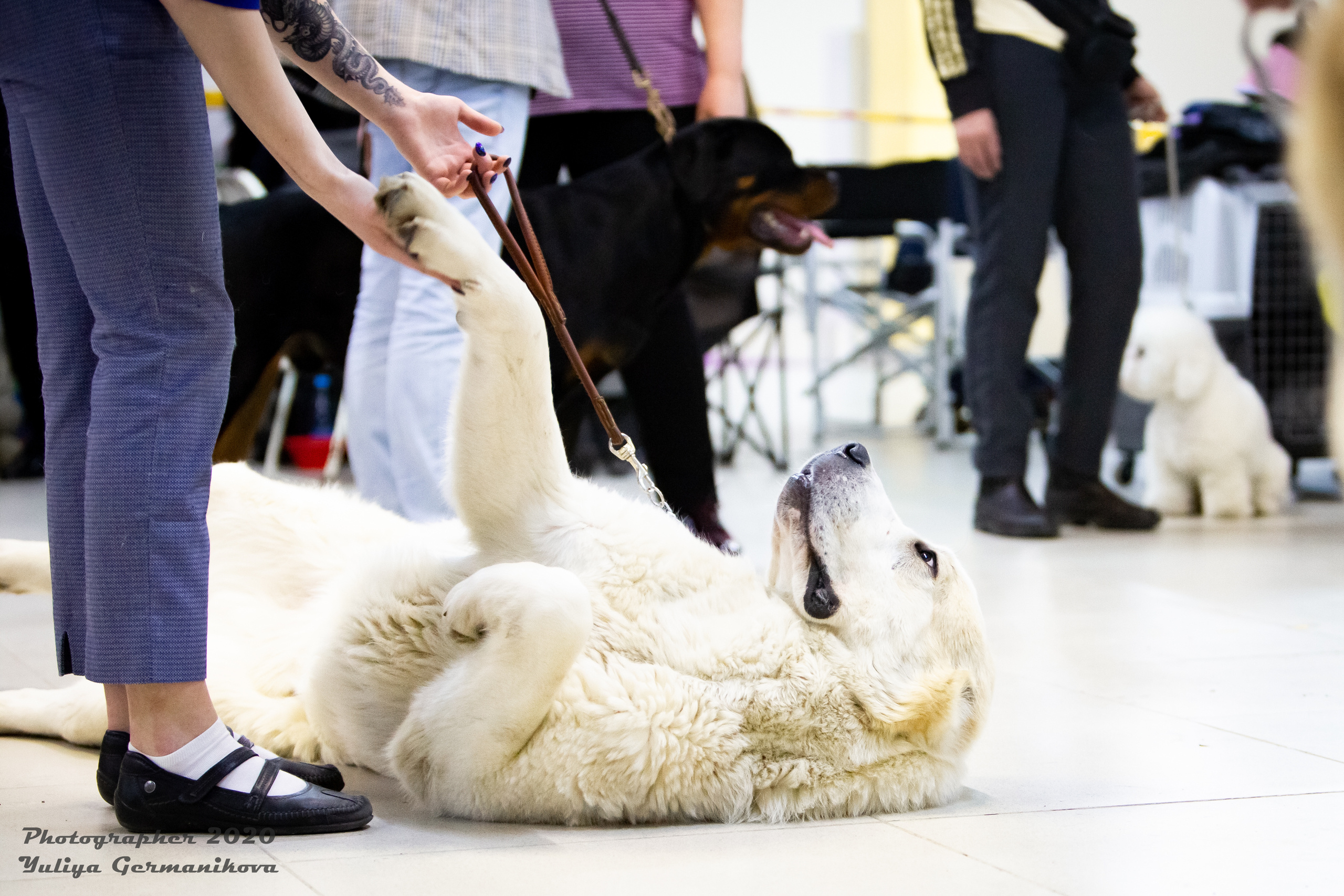 Чайна-Таун 2021. Фотограф-анималист Юлия Германика