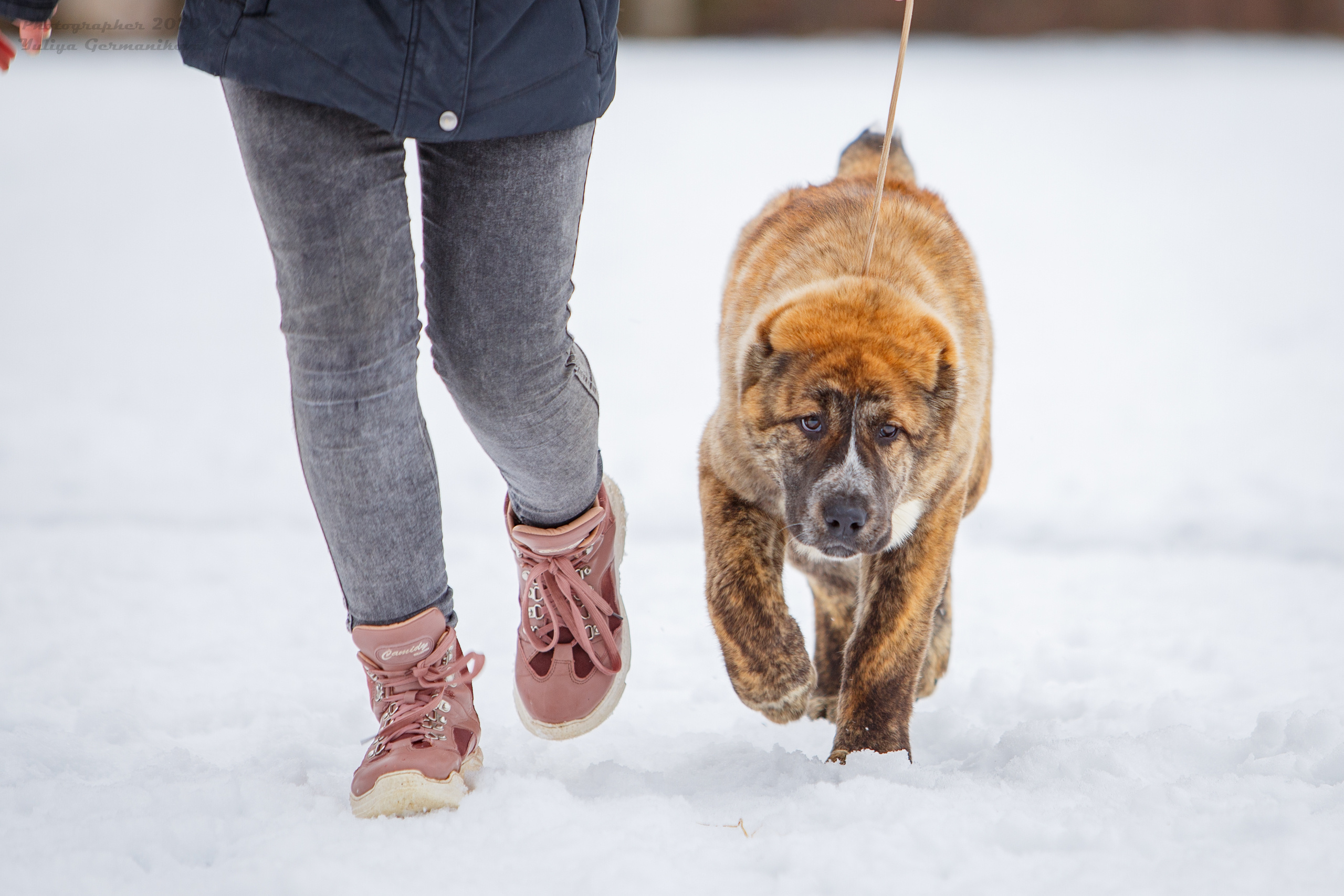 Монопородные выставки. Фотограф-анималист Юлия Германика