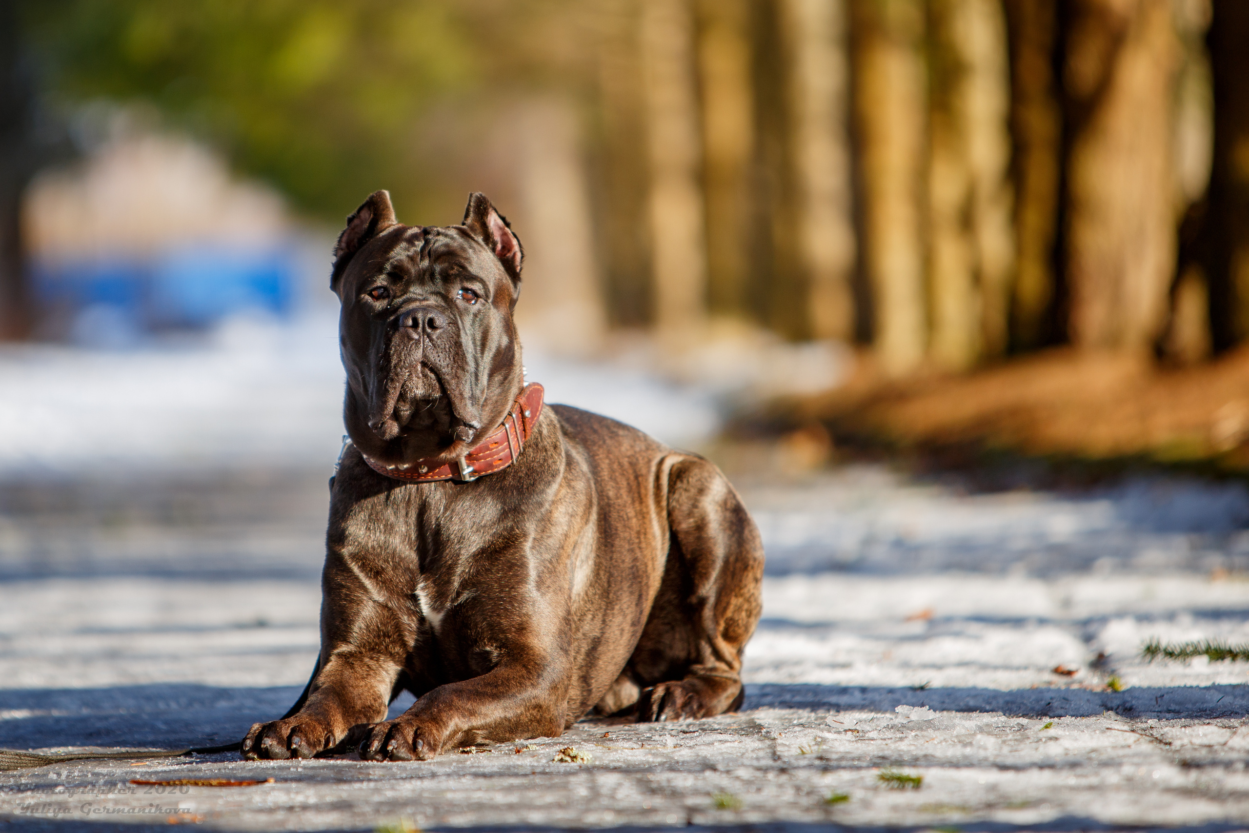 Свободная съемка. Фотограф-анималист Юлия Германика