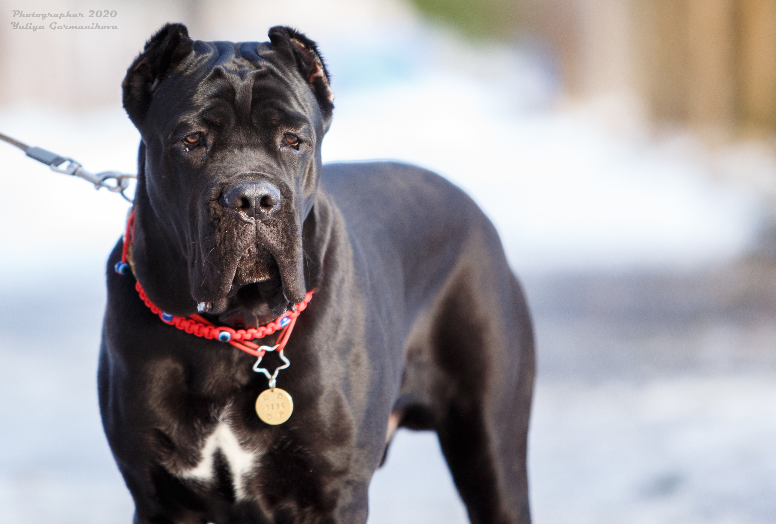 Свободная съемка. Фотограф-анималист Юлия Германика