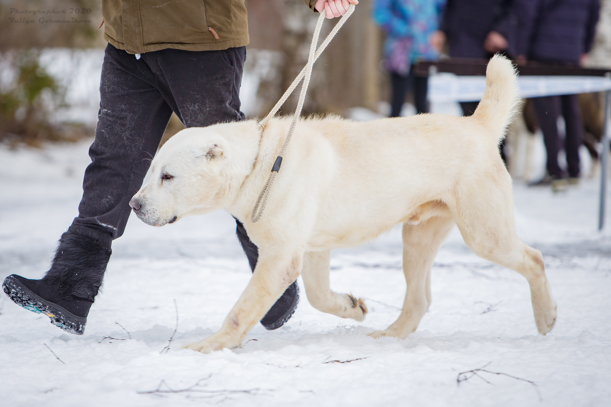 Монопородные выставки. Фотограф-анималист Юлия Германика