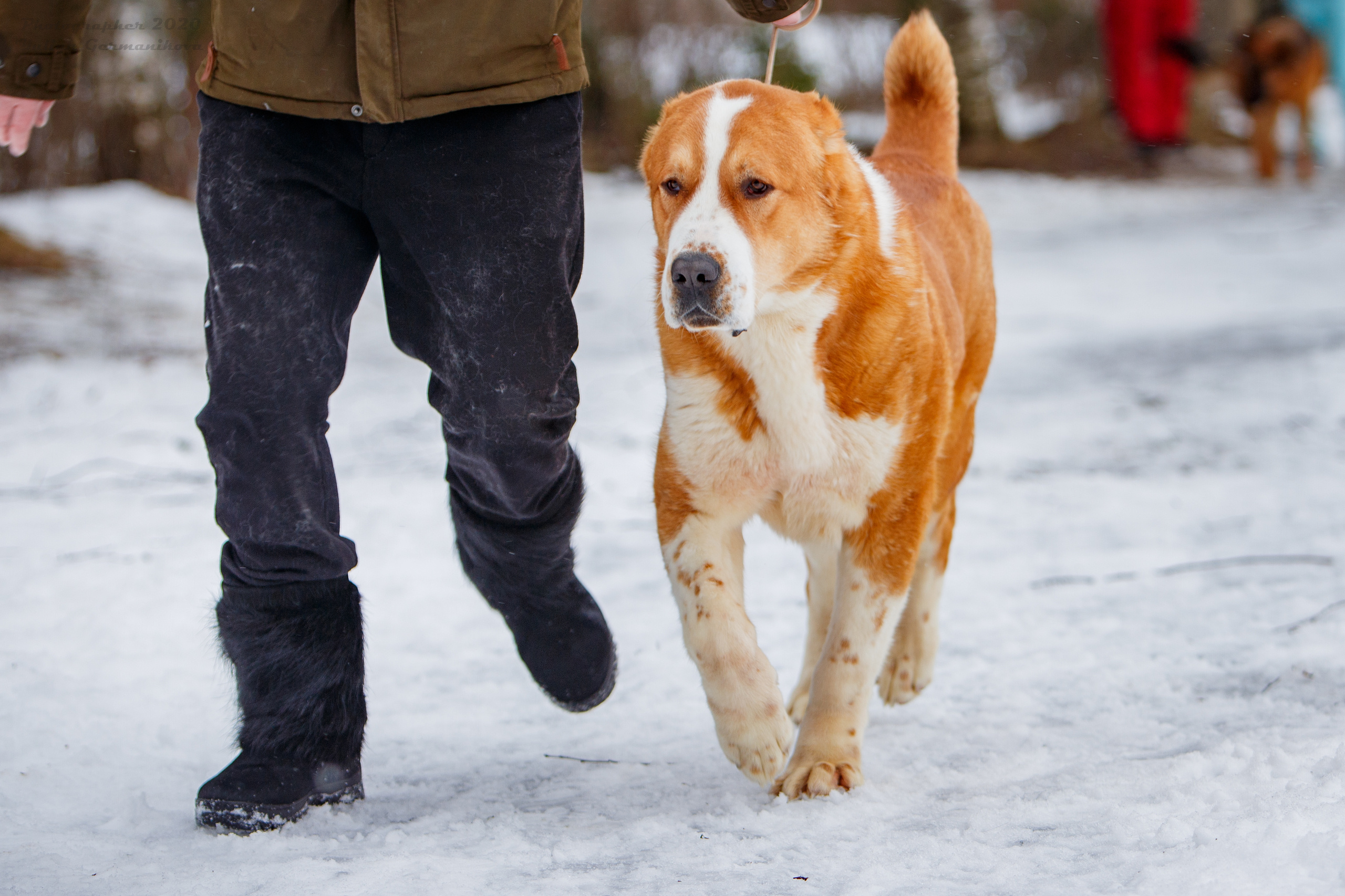 Монопородные выставки. Фотограф-анималист Юлия Германика