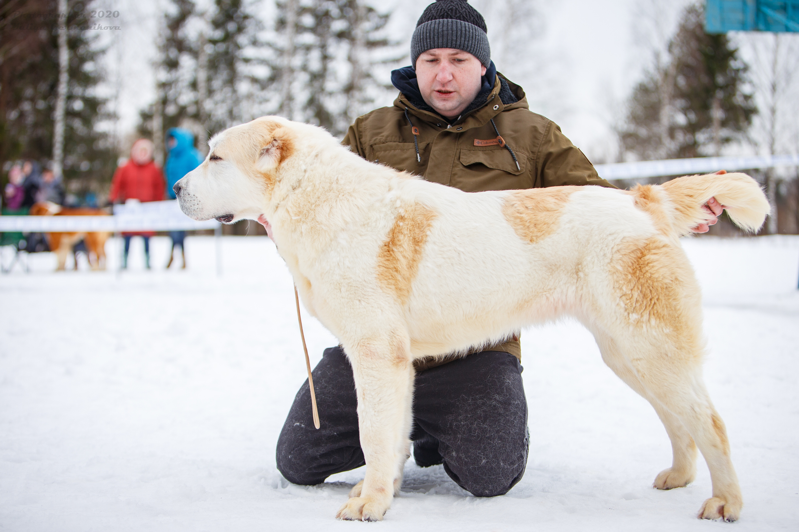Монопородные выставки. Фотограф-анималист Юлия Германика