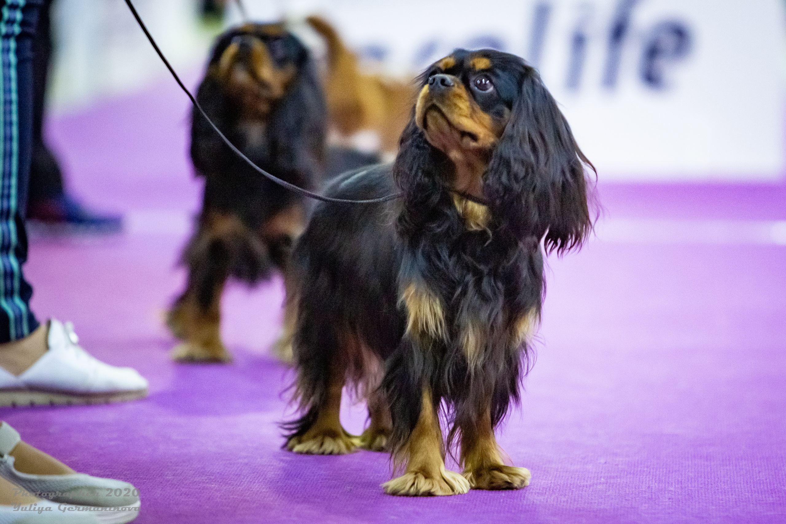 Монопородные выставки. Фотограф-анималист Юлия Германика