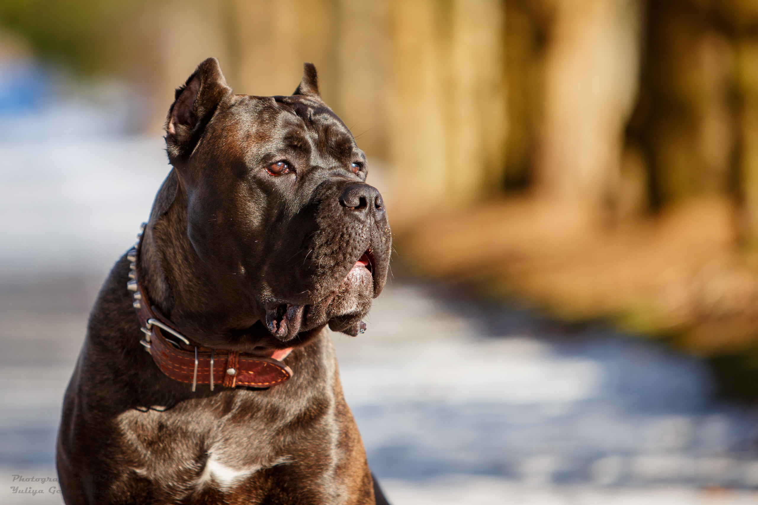 Свободная съемка. Фотограф-анималист Юлия Германика
