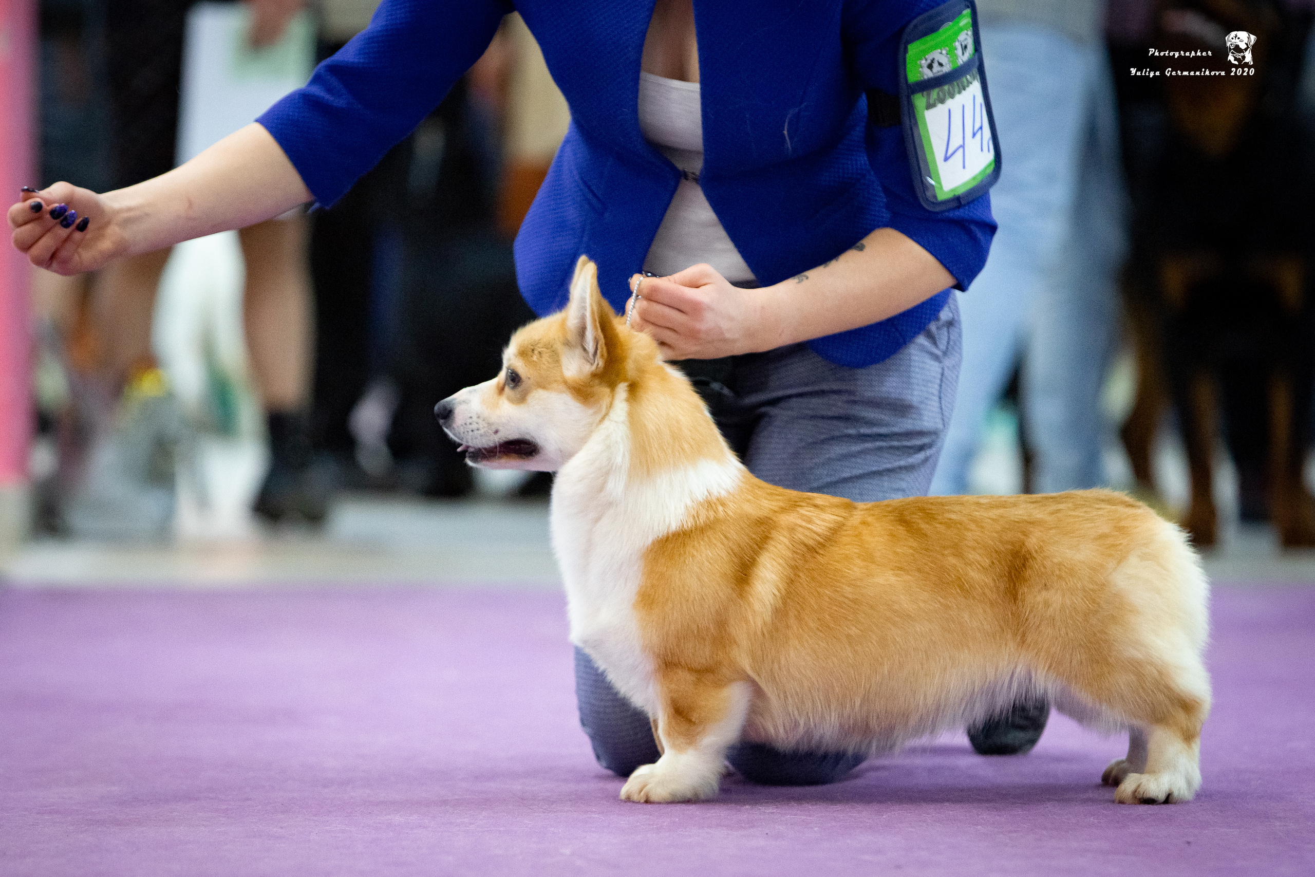 Чайна-Таун 2021. Фотограф-анималист Юлия Германика