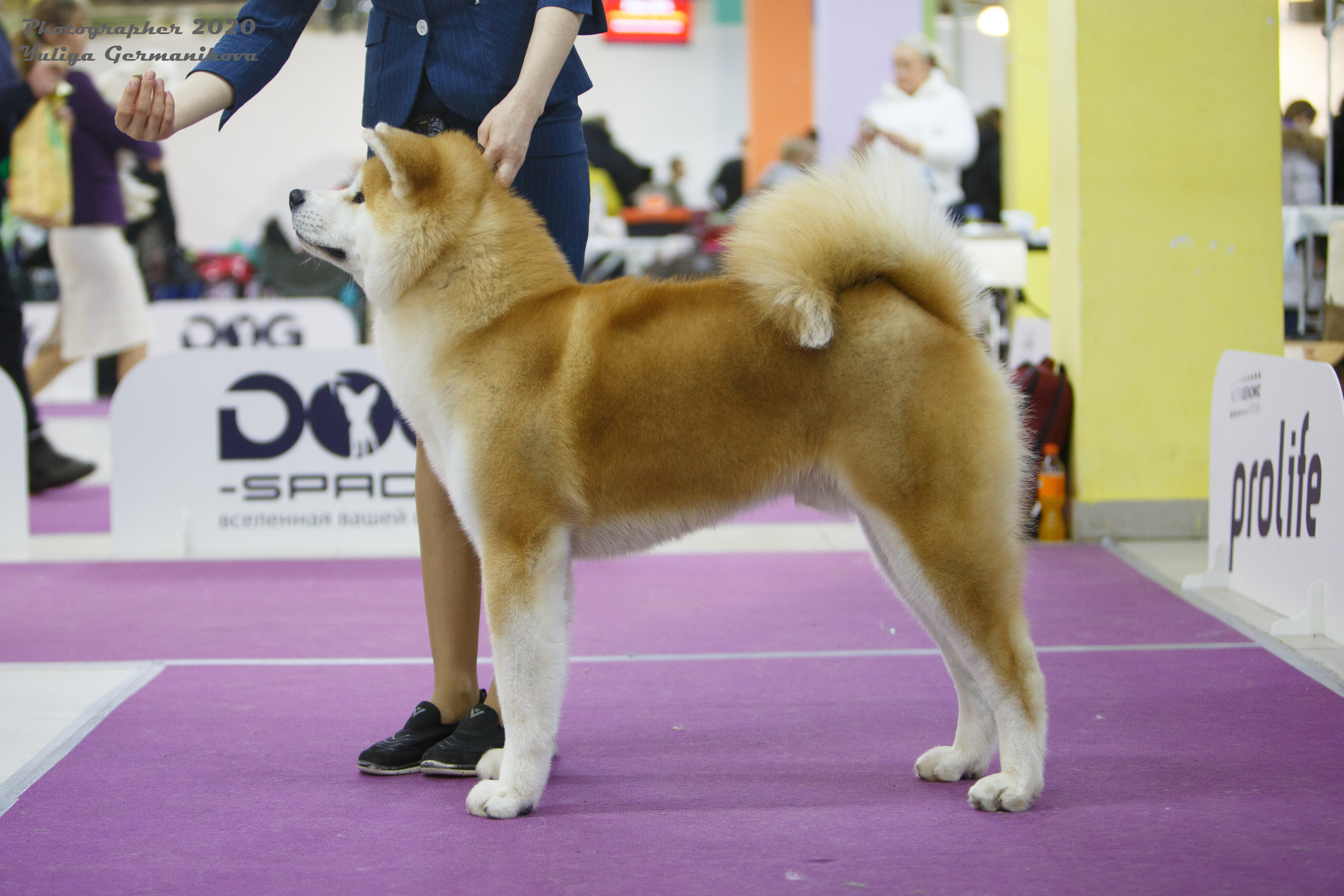 Чайна-Таун 2021. Фотограф-анималист Юлия Германика