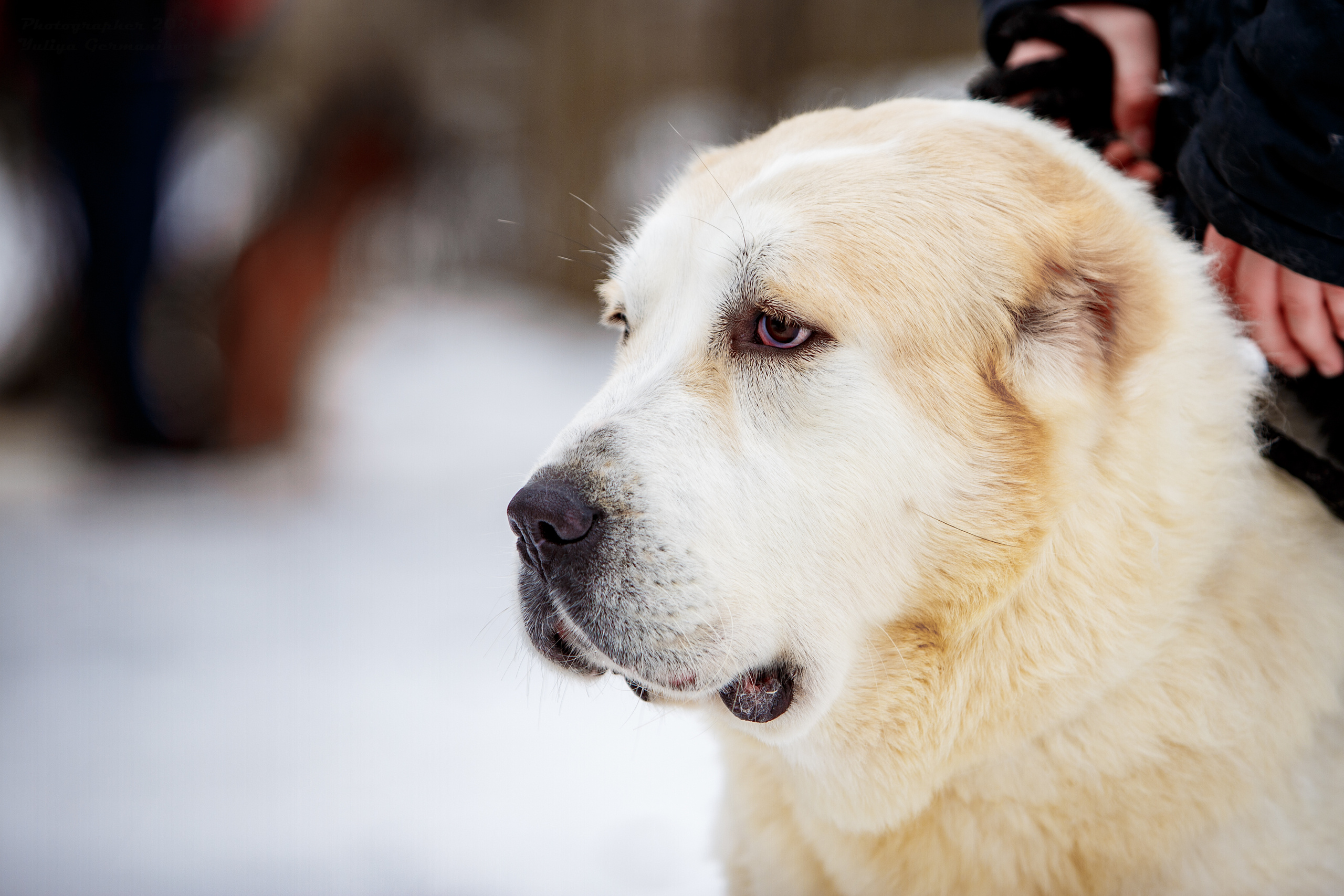 Монопородные выставки. Фотограф-анималист Юлия Германика