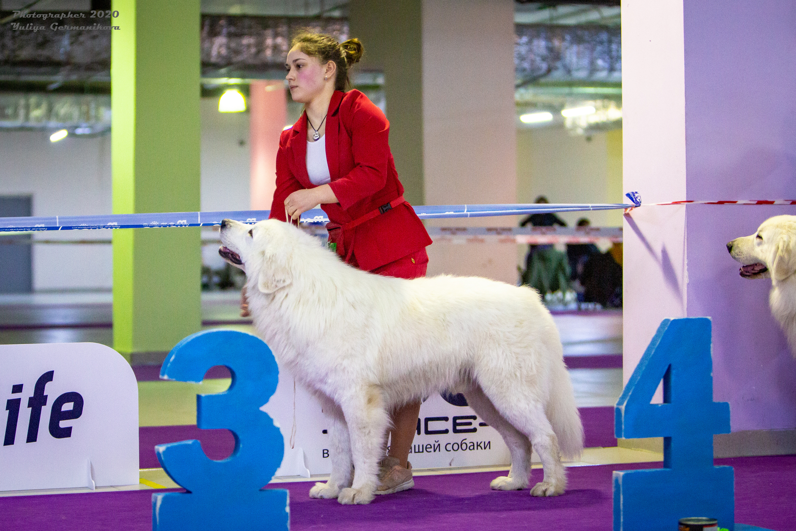 Чайна-Таун 2021. Фотограф-анималист Юлия Германика