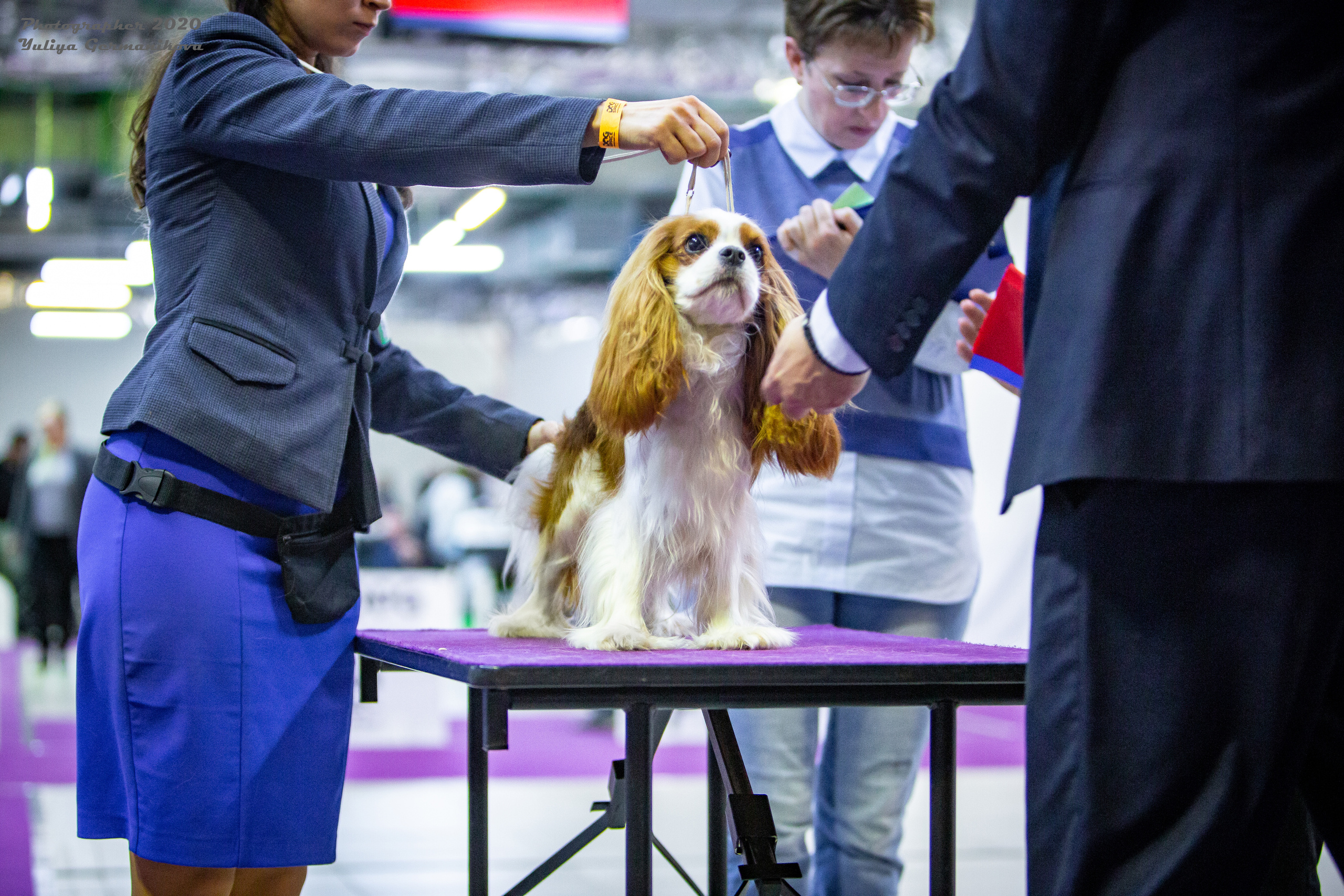Чайна-Таун 2021. Фотограф-анималист Юлия Германика