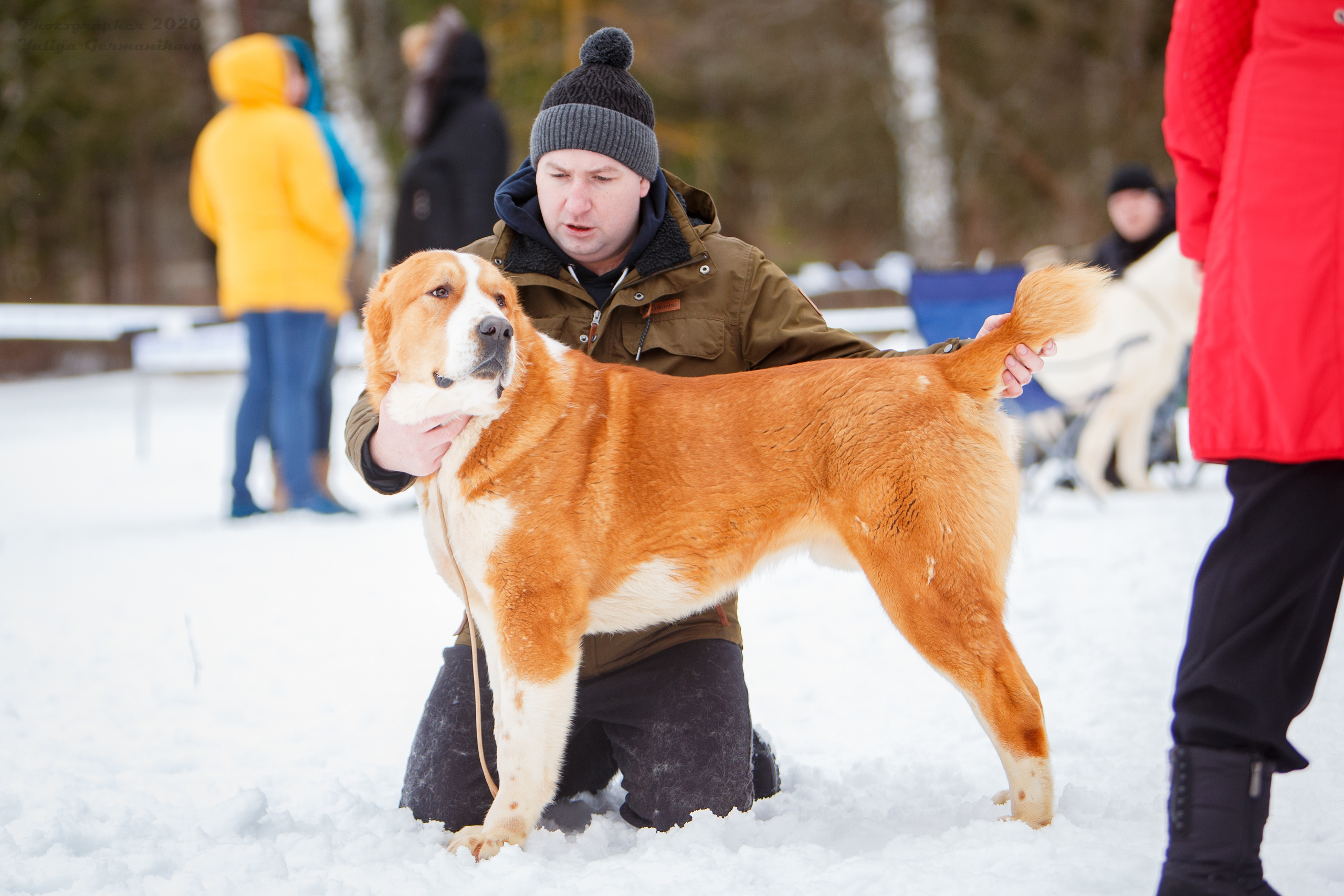 Монопородные выставки. Фотограф-анималист Юлия Германика