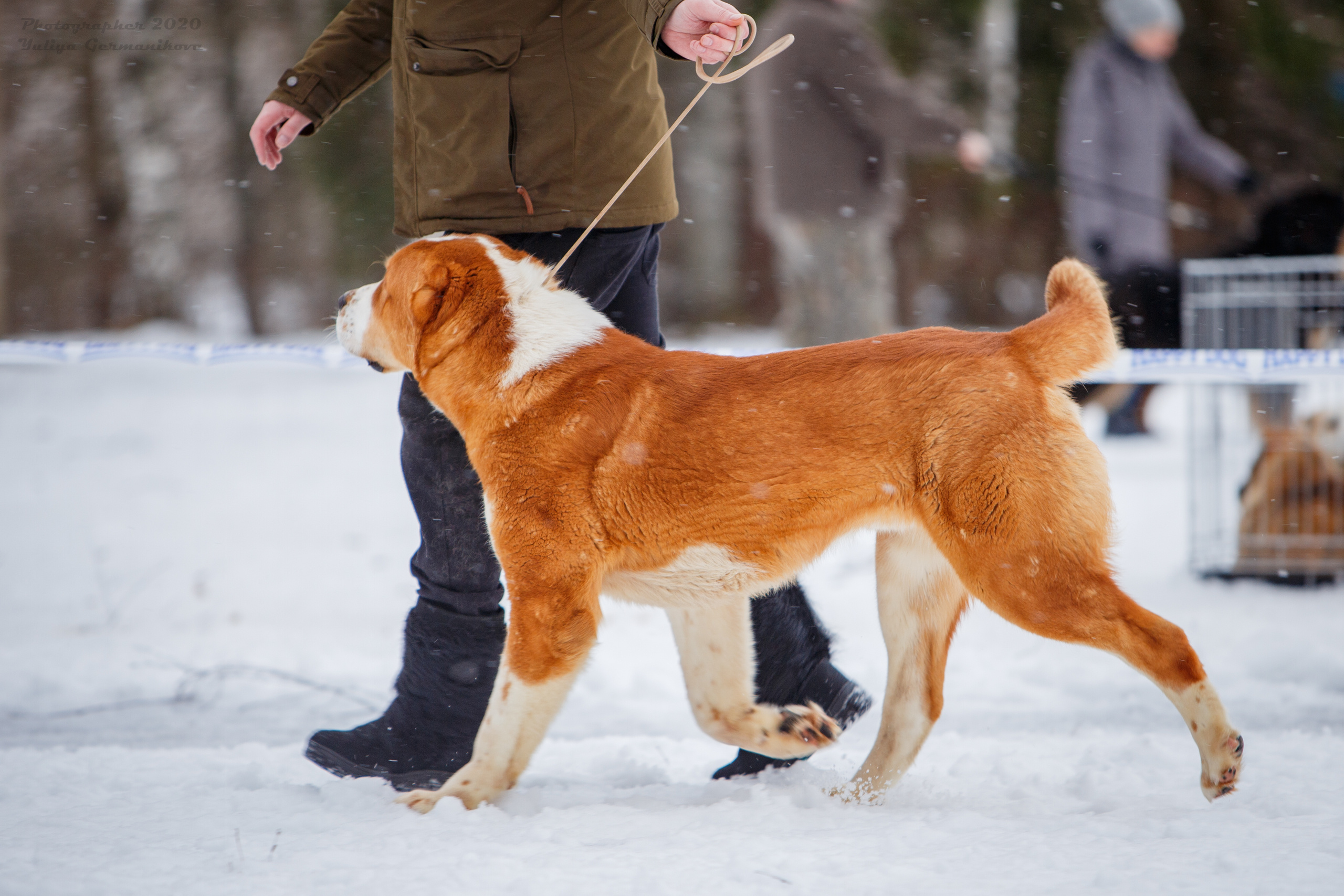 Монопородные выставки. Фотограф-анималист Юлия Германика
