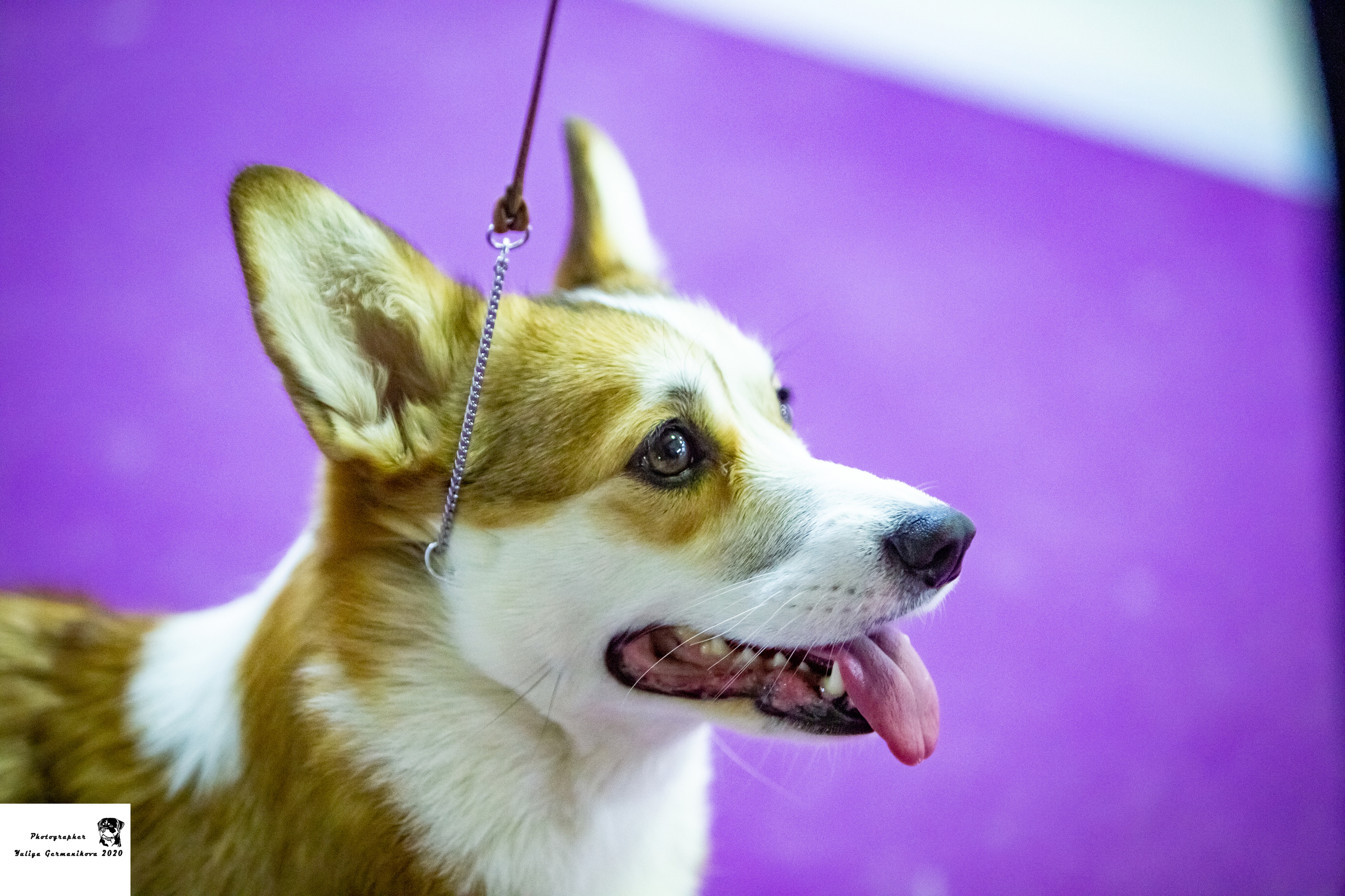 Монопородные выставки. Фотограф-анималист Юлия Германика