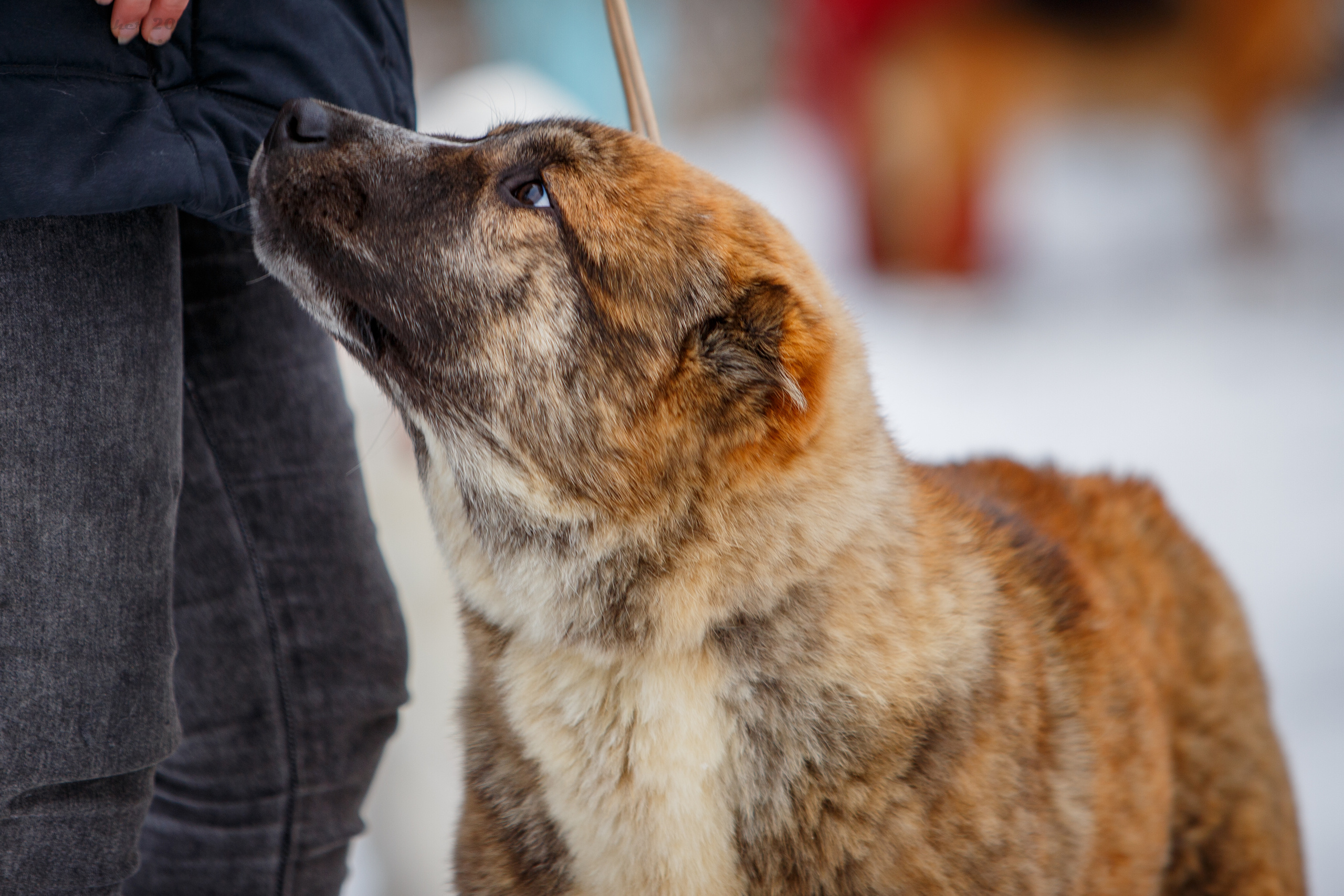Монопородные выставки. Фотограф-анималист Юлия Германика