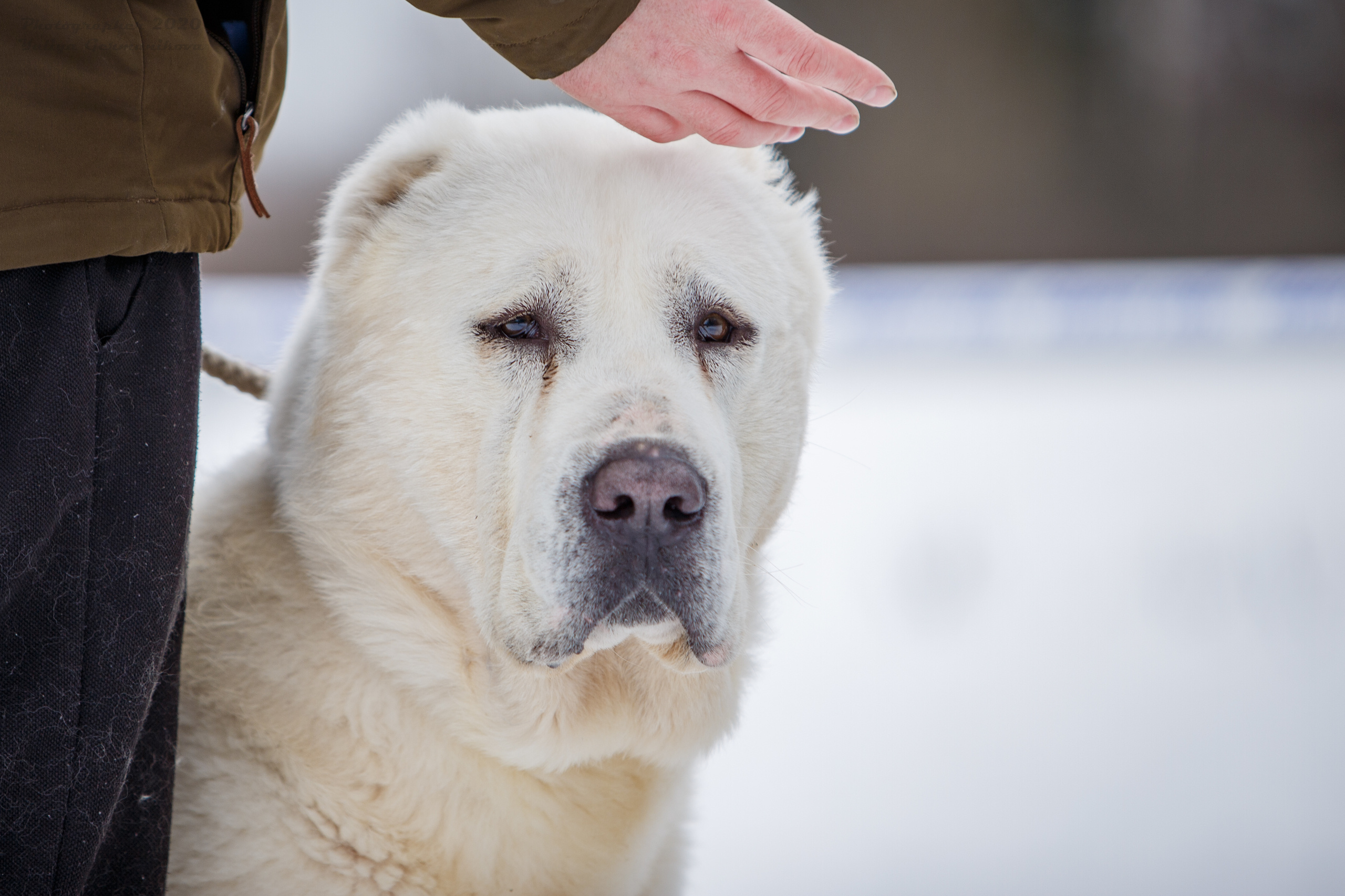 Монопородные выставки. Фотограф-анималист Юлия Германика