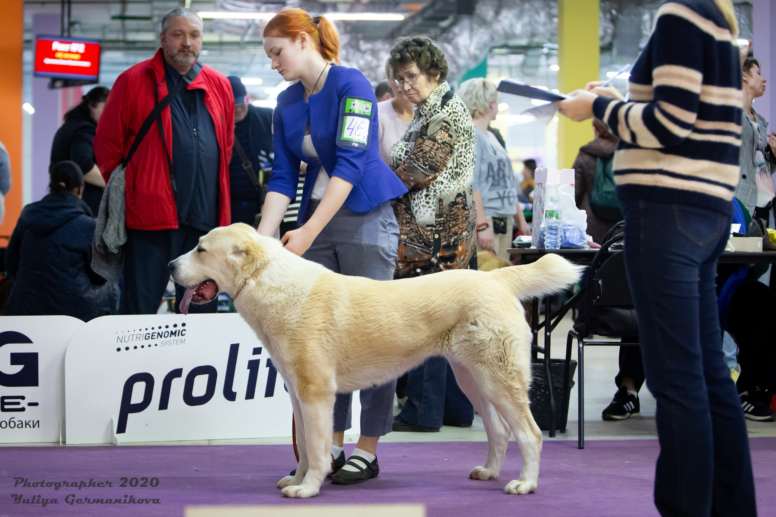 Чайна-Таун 2021. Фотограф-анималист Юлия Германика